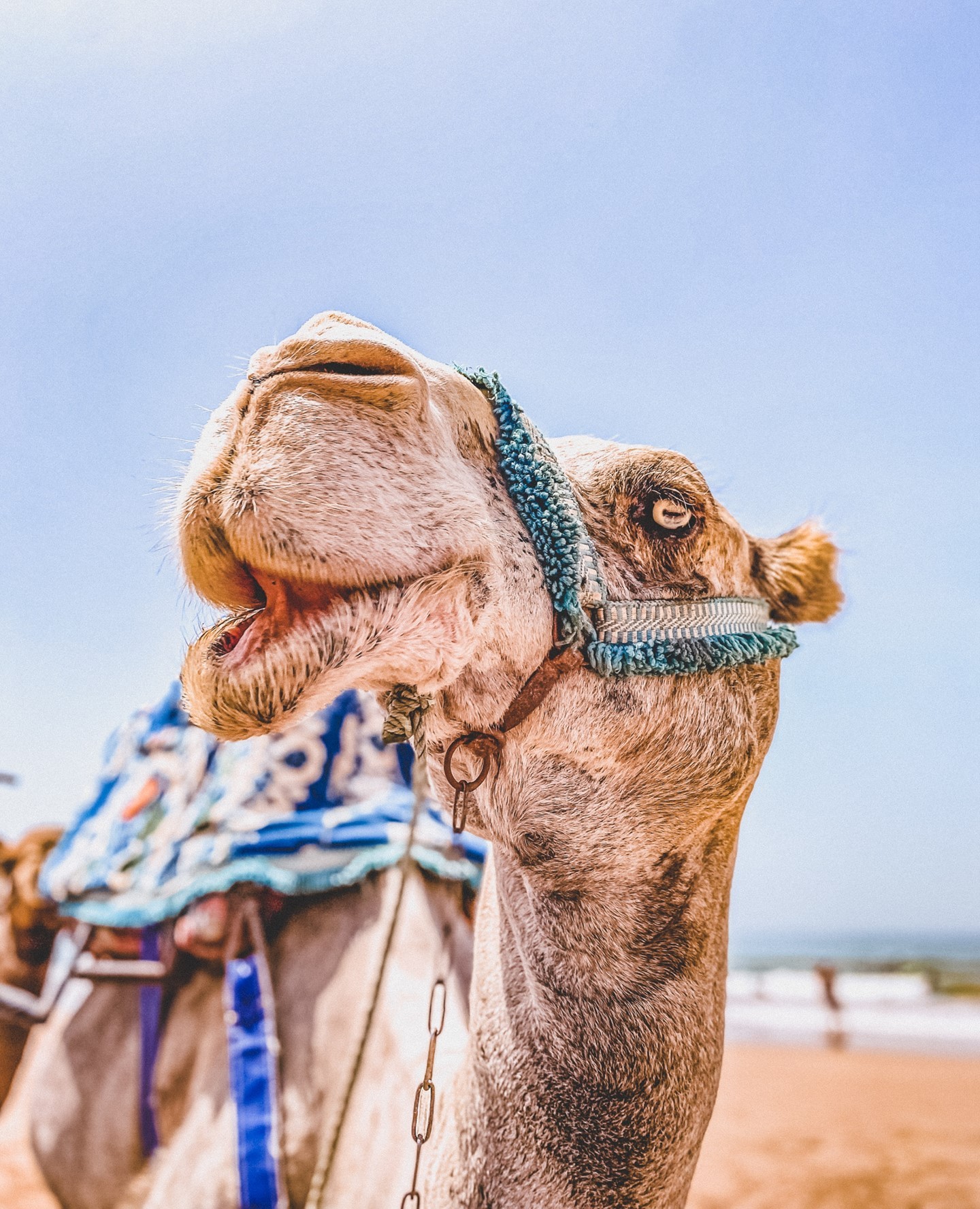 ℍ𝕒𝕡𝕡𝕪 Hump 𝔻𝕒𝕪
We are sending you a big happy smile from Morocco!
Credit: @wiebke_pe 📷
#wavegypsy #morocco #surfingafrica #surfergirl #surfcamp #holidaymoodon #summertime #surfandyoga