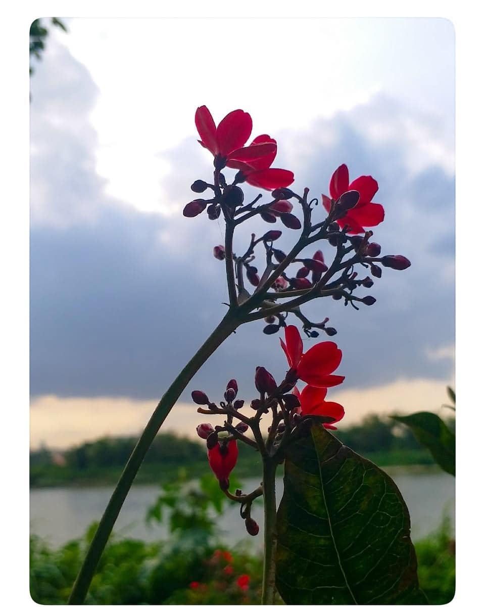 #instaflowers #petals #spring #photooftheday #instagramanet #flowerslovers #instatag #plants #flowerporn #blossom #petal #flowerstyles_gf #flowermagic #flowerstalking #love #flowerpower #beautiful #flowerstagram #summer #floweroftheday #instaflower #flower #beauty #pretty #flowers #nature #flowercrown #flowersofinstagram