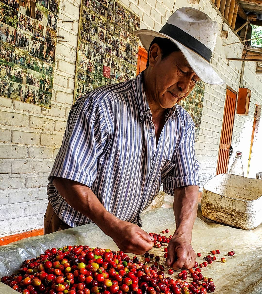 We learned anything and everything about coffee today from Don Leo who owns and runs a 7 hector coffee farm a half hour south of Pijao in Colombia. We spent 4 hours on his farm learning about picking, sorting, husking, drying, and roasting coffee beans. Such a sweet man with a passion for his land that is newly protected by @unesco since 2012. I will have some videos in my feed of our day learning about coffee and the town of Pijao with our lovely guide Valentina. .
.
.
.
#coffeebean #coffee_inst #travelpics #travelgram #coffeebreak #farmlife #coffeebeanscent #coffeetime #coffeefix #coffeegeek #farmers #coffeebeans #coffeeshots #travelphotos #colombiancoffee #coffeeroaster #travelphoto #coffeebeanlife #coffeelovers #colombia_greatshots