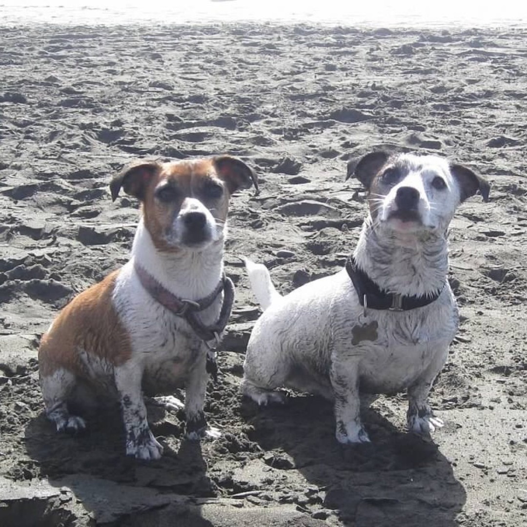 🐾 Happy National Dress Up Your Pet Day! 🐾
Our SLAM furry fam of pets are pondering big questions as the new year begins... EX: Does rolling in sand + mud at the beach count as dressing up? 🐶💭
At SLAM Marketing + Media, we believe in embracing creativity, even if it’s a little messy—whether it’s in marketing or a day at the beach with our pups.
Happy to take a moment and celebrate the joy, love, mischief and endless inspiration our pets bring every single day. Show off your pets best ‘outfit’ photo in the comments—we’d love to see! 📸
#nationaldressupyourpetday #marketingtips #marketingagency #smallbusiness @teammagnone @nlsiegwald @brandireynolds883
