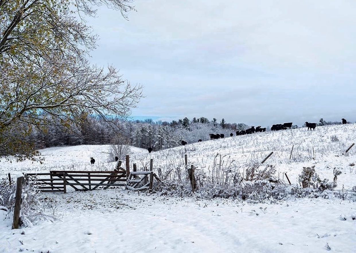 Join us for our Winter Markets and stock up on delicious Beretta meats and Beretta kitchen baked goods! Beef Wellington, Chicken Pot Pie, Steak Pie, Beef Tourtiere, Loaves, Scones, Brie, Pecan Pie, Whipped Butter, Cookies and more!
WHEN: Saturday February 1st,2020
Saturday February 22, 2020
Saturday March 21, 2020
From 10am-2pm
WHERE: Beretta Farms Head Office: 4400 15th Sideroad, King City ON ?? ????
.
.
.
.
#cattle #cow #canada #canadian #pasture #grassfed #sustainable #farming #farm #ranch #ranching #meat #humane #market #nobleton #schomberg #hungry #bakedgoods #yum #regenerativeag #agriculture