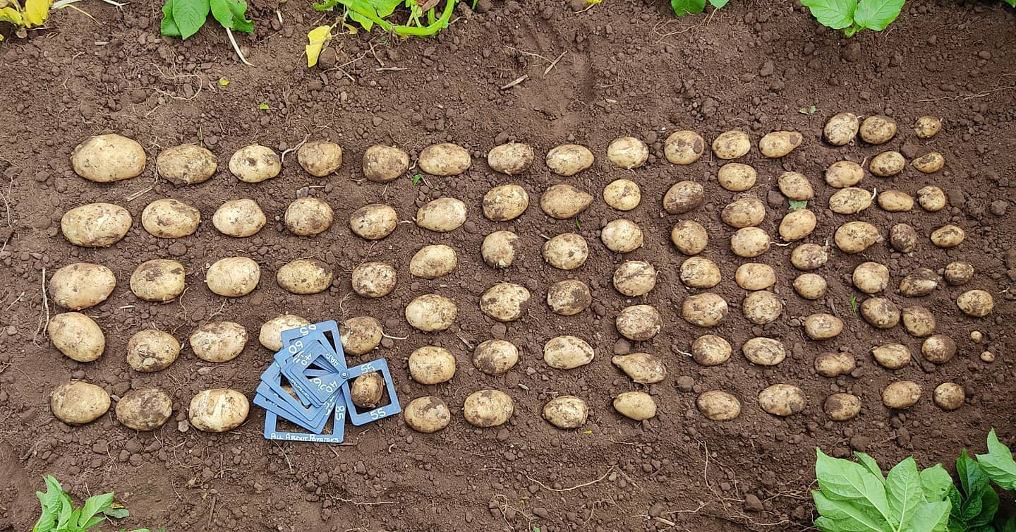 Two meter dig on Maris Piper crop, good size, better numbers in this crop. Many tubers still below a 55mm but will need to check again in about a week as the leaders are  at 65mm+. Good moisture levels in the bed and no signs of streptomyces scabies (common scab) or spongospora subterranea (powdery scab).
 #potato #marispiper #growing #crop #testdig #good #soil  #allaboutpotatoes #potatoknowledge #agriculture #farming #farm365 #farm #papa #patata #batata #pommedeterre #potatoes #aardappel #kartoffel #potatofarm #potatofarmer #potatofarming ##instapotato #instapic