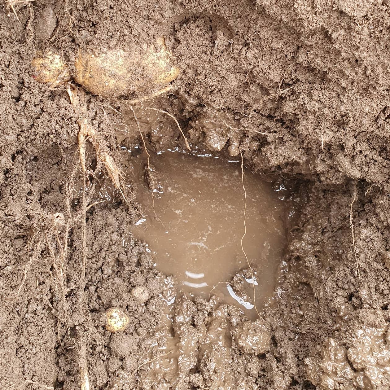 Harvest 2020 has been an ordeal that is still going on for some,  especially in parts of the East of the UK. The rain in August had water levels rising to surface levels and higher.  Then came three weeks of dry that allowed many crops to be harvested in excellent conditions but by the end it was too dry leading to high levels of bruising in ware crops. This was followed by many days of heavy rain that have saturated soils leaving many fields under water and not passable by foot let alone machinery.  Crops are now being lifted slowly using a lot of machinery and manpower filling boxes with a lot of soil,  rots and some potatoes.  If possible,  these potatoes should be run over a grader or pre cleaner to remove the worst of the soil and rots, then dry the boxes for as long as possible to dry and cure the potatoes.  Long storage is not recommended for any late, wet lifted potatoes and these should be sold as soon as possible. 
#harvest2020 #rain #dry #stillgoing #soil #mud #rots #storage #grading #curing #potatoes #bestpractice #allaboutpotatoes #potatoknowledge #agriculture #farming #farm365 #farm #papa #patata #batata #pommedeterre #potatoes #aardappel #kartoffel #potatofarm #potatofarmer #potatofarming #instapotato #instapic
