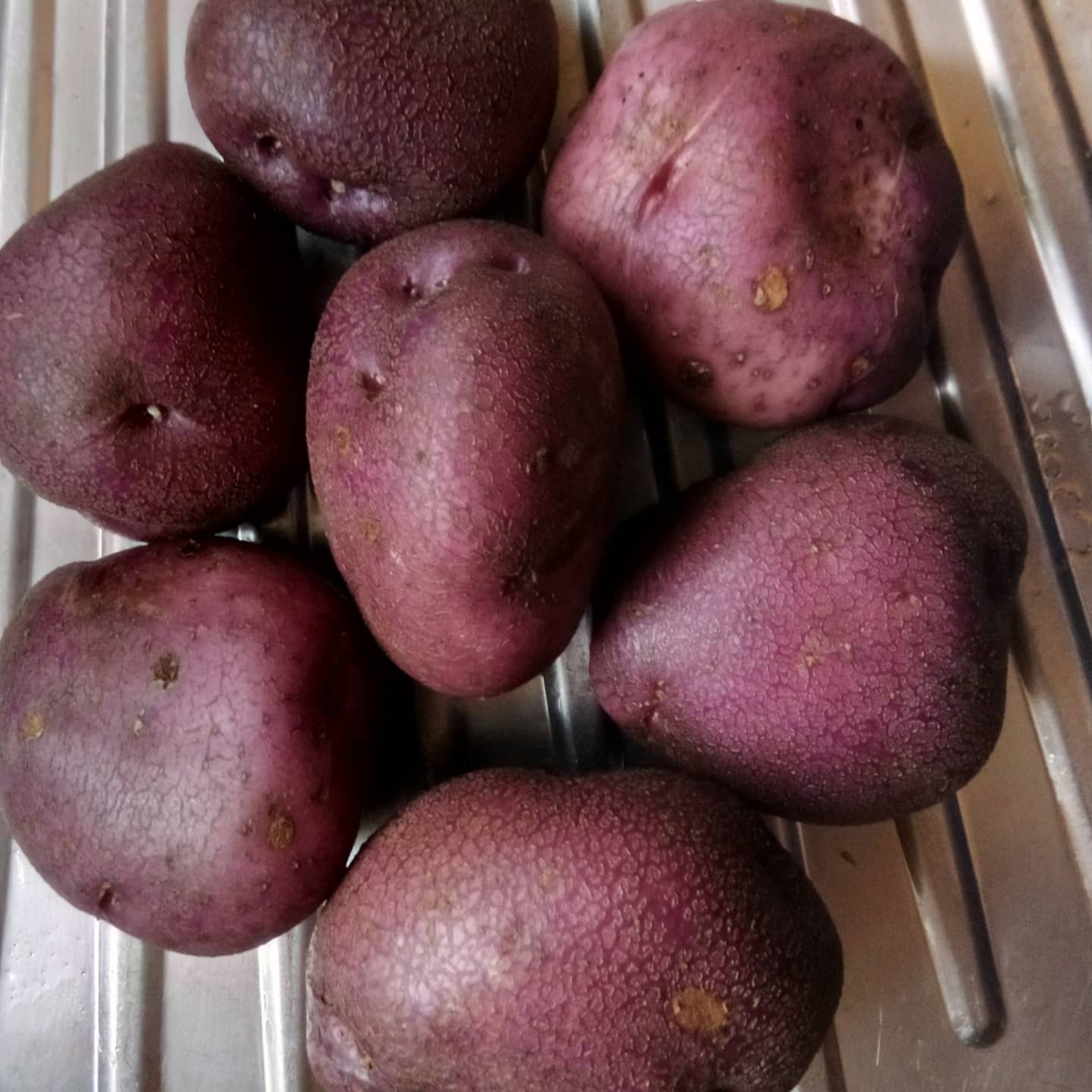 Merry Christmas everyone and looking forward to the new year. Arran Victory, Mayan Gold combo for Christmas potatoes worked well. If you need potatoes or potato advice on any aspect just get in touch. Have a great holiday season. 
#merrychristmas #seasonsgreetings
#christmas #potato #mashed #boiled #roastedpotatoes #enjoy #allaboutpotatoes #potatoknowledge #agriculture #farming #farm365 #farm #papa #patata #batata #pommedeterre #potatoes #aardappel #kartoffel #potatofarm #potatofarmer #potatofarming #instapotato #instapic