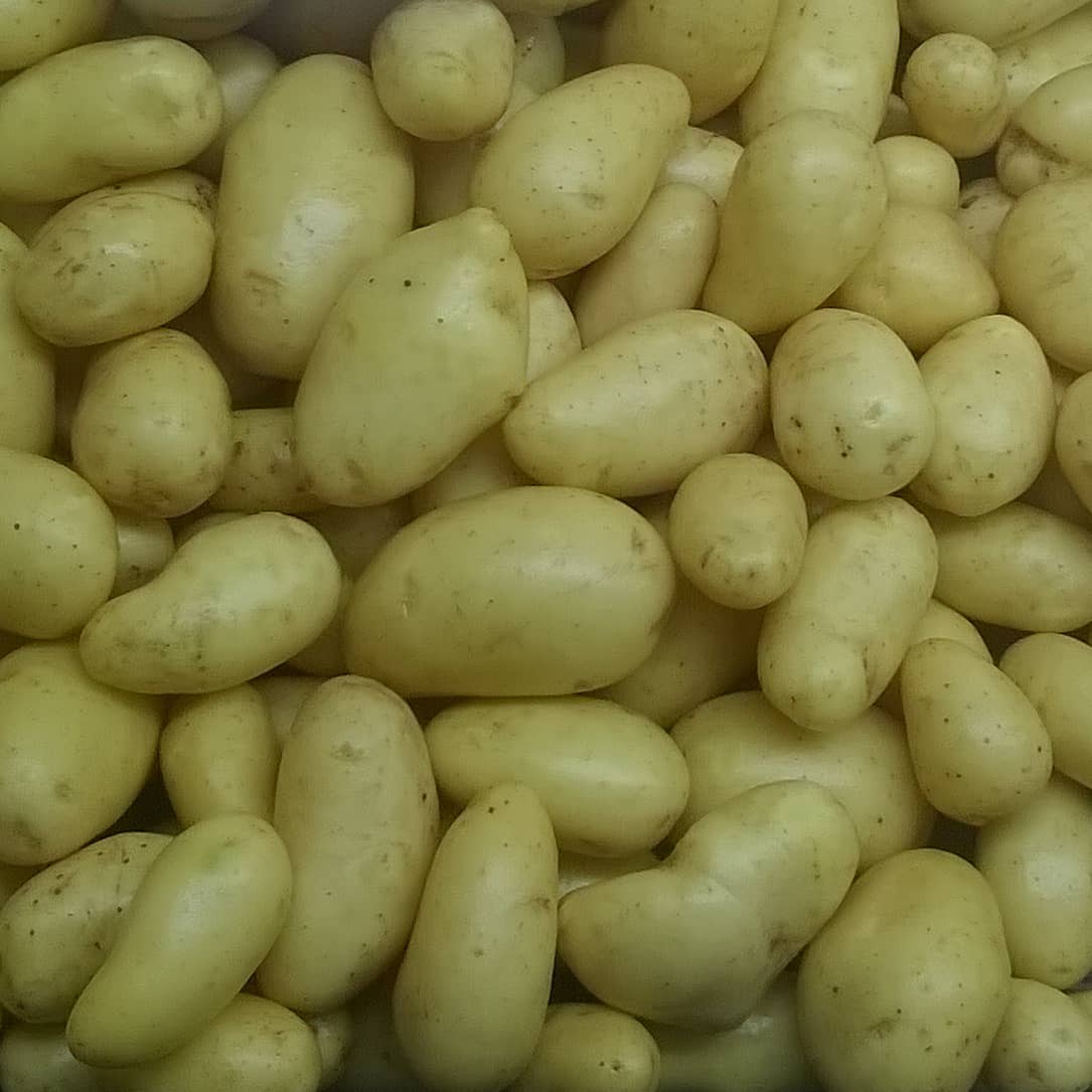 Go to The Potato Forum to discuss this weeks question,  What next for growers after AHDB? Join us at www.allaboutpotatoes.co.uk/forum  to give your thoughts or ask questions. 
#thepotatoforum #ahdb #ahdbpotatoes #forum #potato  #allaboutpotatoes #potatoknowledge #agriculture #farming #farm365 #farm #papa #patata #batata #pommedeterre #potatoes #aardappel #kartoffel #potatofarm #potatofarmer #potatofarming #instapotato #instapic