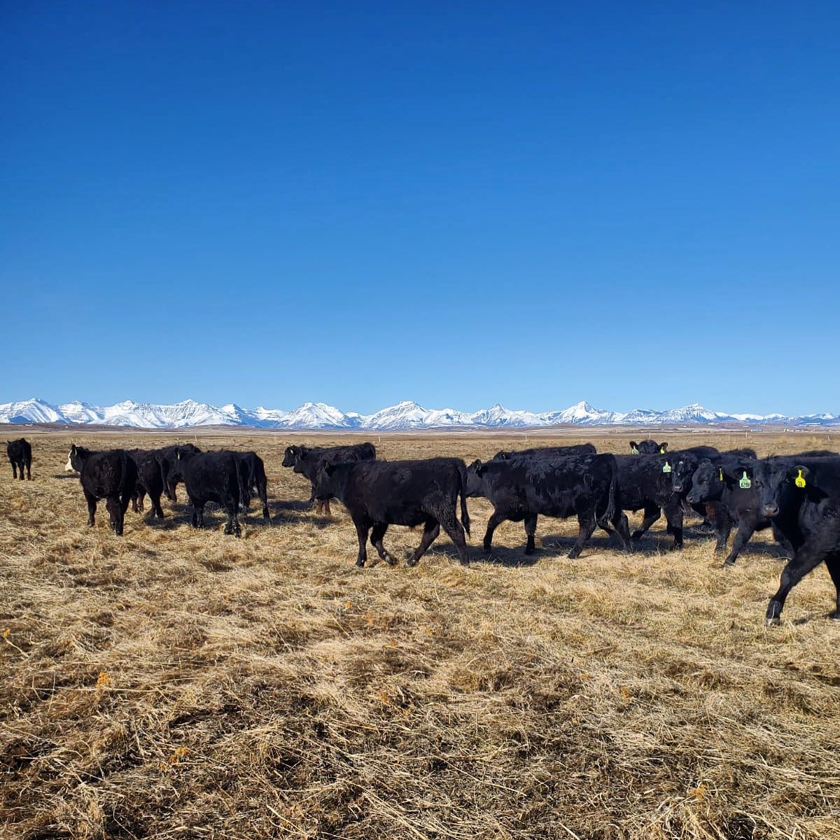 Hand picked cattle that graze on the finest grasses and fodders on select feeds. Sprawled across the Canadian prairie pastures with fresh air and fresh water. #TheHeritageAngusWay