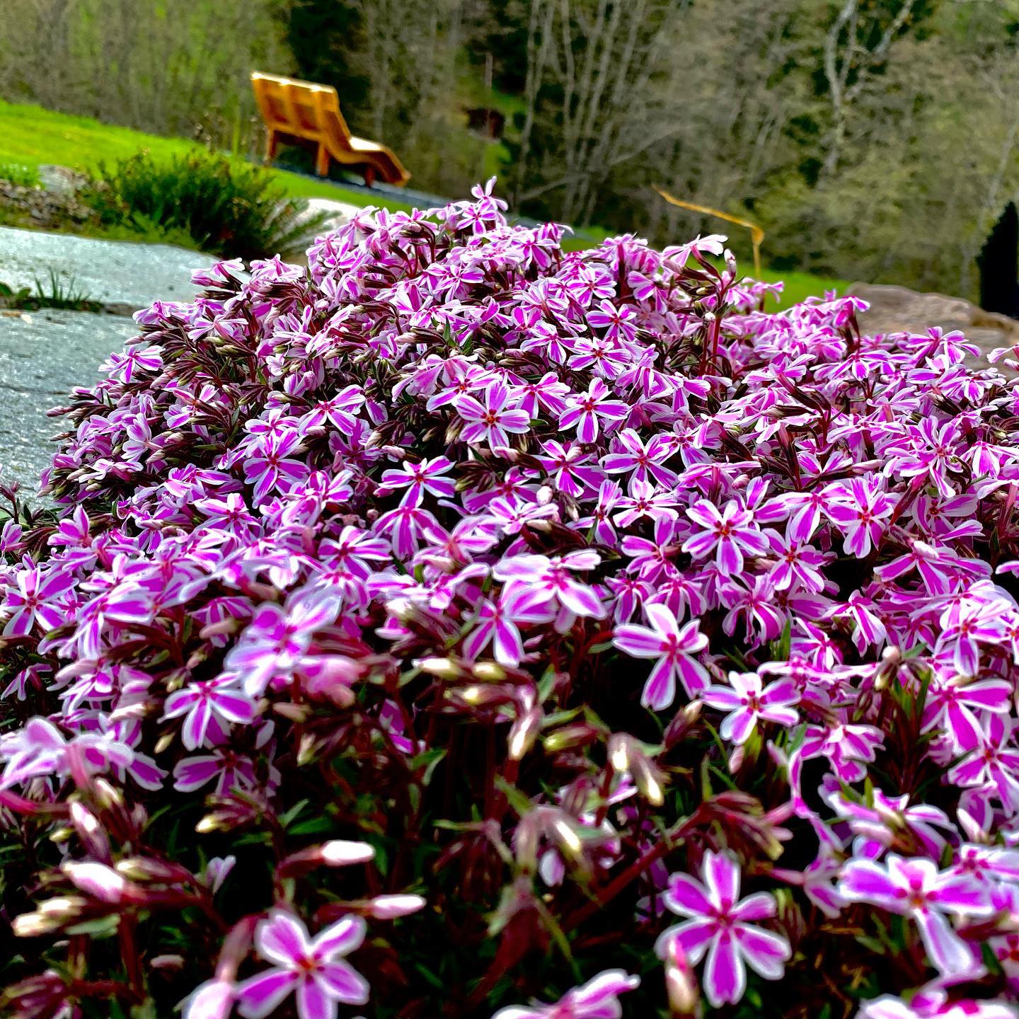 Sollicitez vos sens !
- Écoutez les oiseaux qui chantent et le bruissement de la bise dans les feuilles des arbres.
- Regardez les nuances de vert des arbres et les rayons du soleil qui passent à travers les branches.
-Goûtez la fraîcheur de l’air en inspirant profondément.
-Abreuvez-vous du goût de la forêt et libérez votre sentiment de joie et de calme. C’est votre 6ème sens... un état d’esprit !
#architectepaysagiste #jardin #shinrinyoku #ecoforet #vivaces