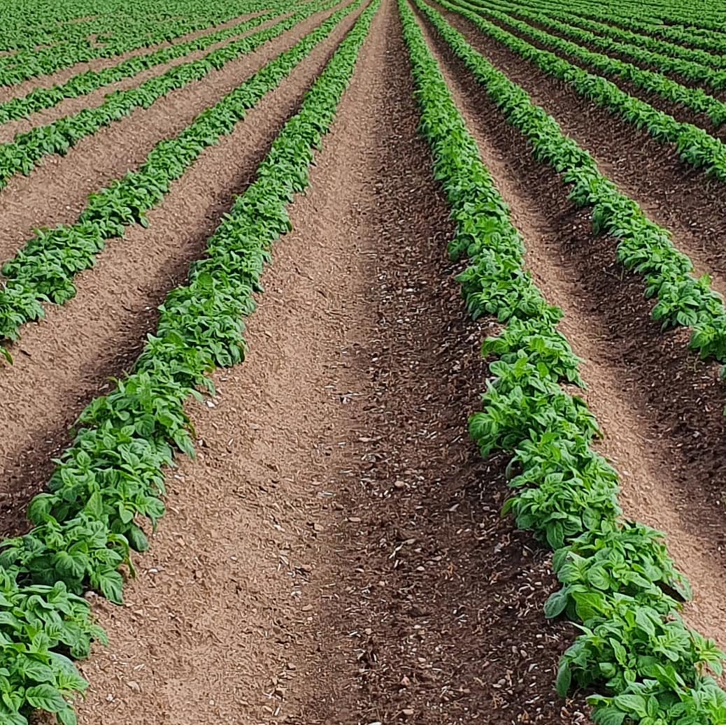 Full emergence now showing in many fields.  Little difference in fields planted end of April to fields planted near end of May. Later planted crops through quickly with warmer, moist soils perfect for getting the tubers growing and through the soil fast. 
#emergence #tubers #plant21 #growing #soil #warm #moist  #allaboutpotatoes #potatoknowledge #agriculture #farming #farm365 #farm #papa #patata #batata #pommedeterre #potatoes #aardappel #kartoffel #potatofarm #potatofarmer #potatofarming #instapotato #instapic #potatoesofinstagram