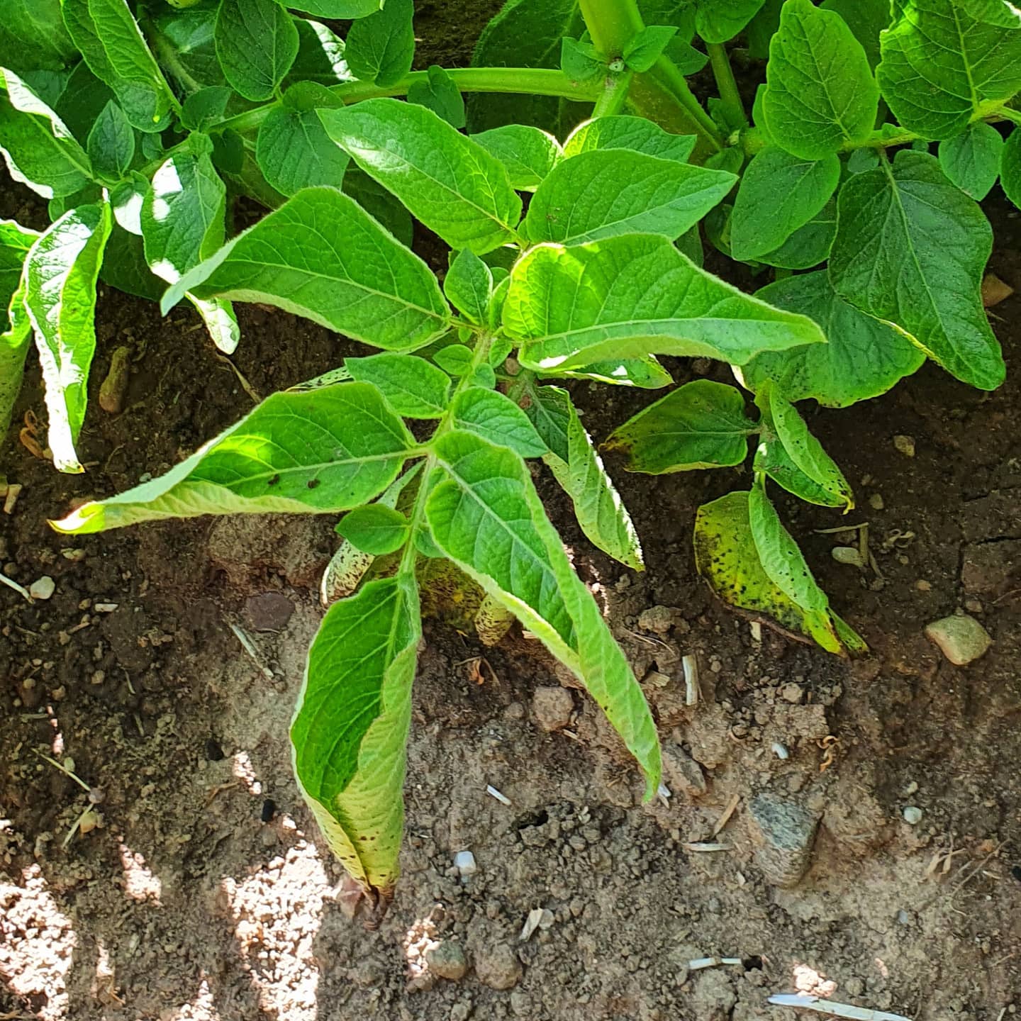 Secondary Potato Leaf Roll Virus ( PLRV ) showing in a ware crop. Original infection occurring in the latter part of last season. This virus will reduce numbers of tubers produced by the plant. 
#thepotatoforum #PLRV #potato #leaf #roll #virus  #allaboutpotatoes #potatoknowledge #backbritishfarming #agriculture #farming #farm365 #farm #papa #patata #batata #pommedeterre #potatoes #aardappel #kartoffel #potatofarm #potatofarmer #potatofarming #instapotato #instapic