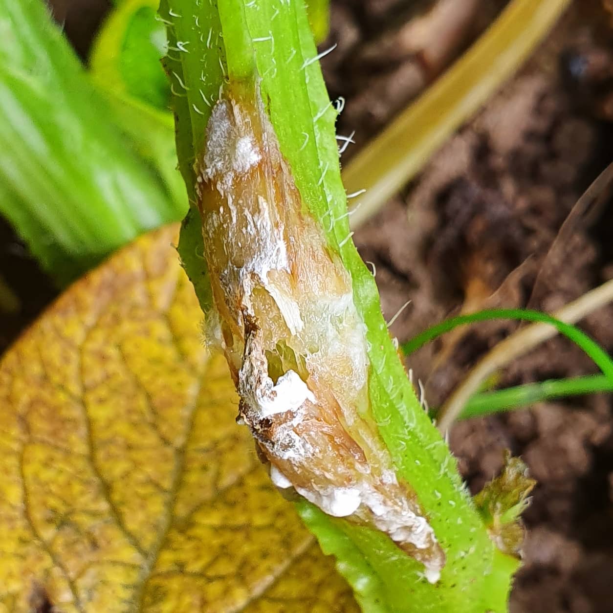 Sclerotinia sclerotiorum affected  potato stem with mycelium. Stems often turn soft and leaves turn yellow and can be confused with blackleg. The stems will become a grey/white colour with a woody look. The mycelium contain sclerotia which survive in the soil over winter. Spores then form and when mature they are released in large volumes and are spread across the field on the wind.
#thepotatoforum #sclerotinia #mycelium #potato #growing #potatoknowledge #allaboutpotatoes  #bestpractice #agriculture #farming #farm365 #farm #papa #patata #batata #pommedeterre #potatoes #aardappel #kartoffel #potatofarm #potatofarmer #potatofarming #instapotato #instapic #potatoesofinstsagram
