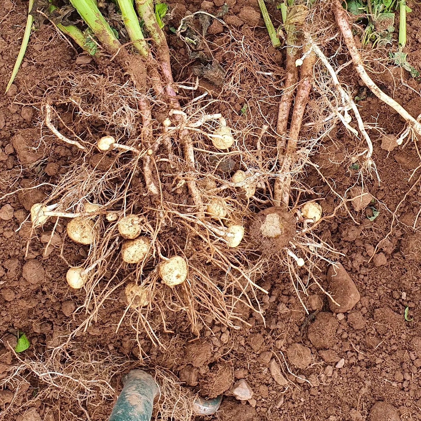 Too late for a second flush of tubers this year.  Now chopped due to initial tubers being up to size. 
#thepotatoforum #toolate #harvest21 #potato #allaboutpotatoes #potatoknowledge #agriculture #farming #farm365 #farm #papa #patata #batata #pommedeterre #potatoes #aardappel #kartoffel #potatofarm #potatofarmer #potatofarming #instapotato #instapic #potatoesofinstsagram