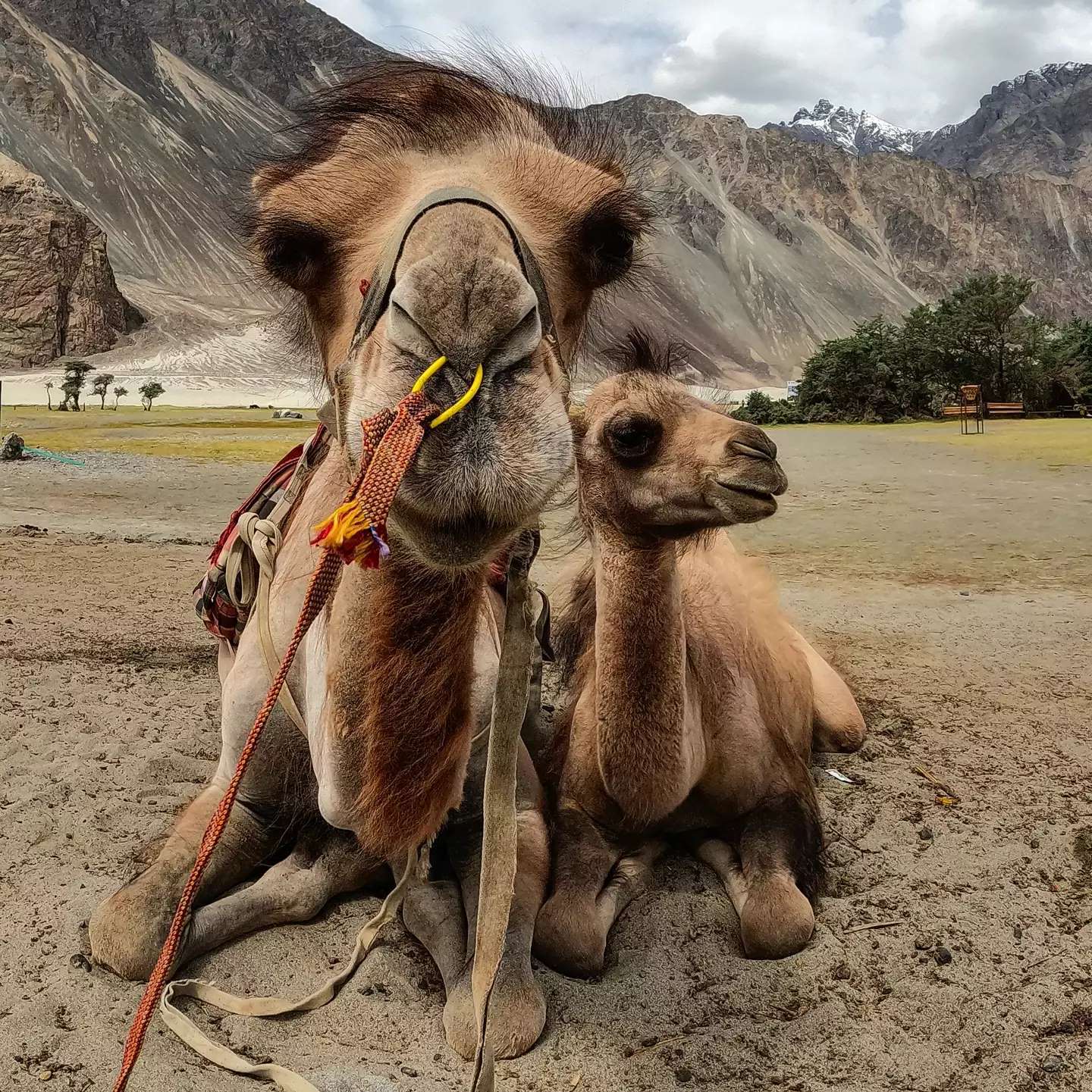 Our cool buddies from Hunder in Nubra Valley
.
.
#ladakhbackpackers #travelholic #backpacking #lehladakh #backpackers #wanderlust #gopro #goprohero9 #instagram #nikonindiaphotography #ladakh #backpackertrails #adventurelover #himalyandiaries #himalayas #ladakh2021 #travelphotography#incredibleindia #pangonglake #khardungla #nubravalley #royalenfieldhimalayan #royalenfield #ladakhbiketour #ladakhbiketrip #biking #neerajchopra #ladakhdiaries#followforfollow #adventurelover #himalyandiaries #himalayas #ladakh2021 #follow4followback