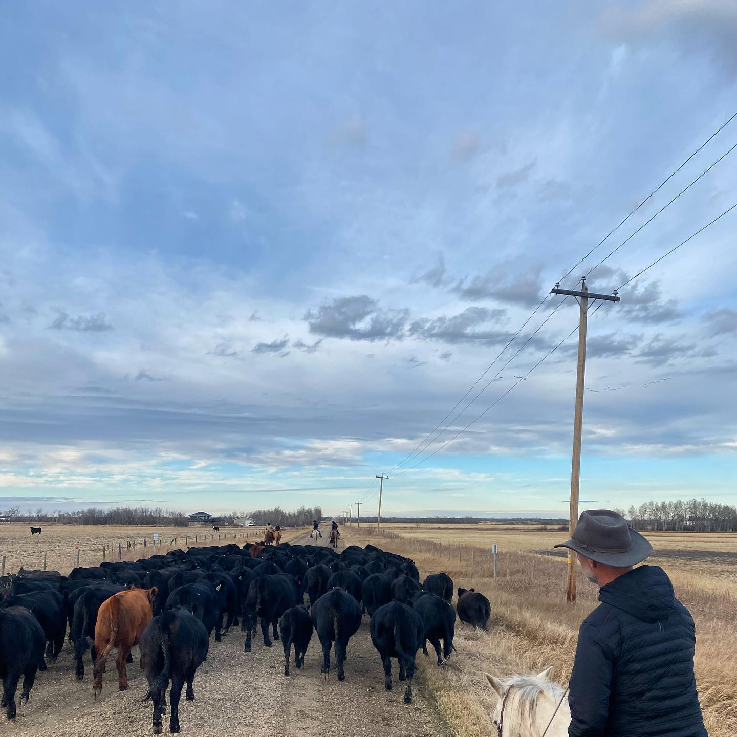 Our CEO Mike Beretta joining in on a cattle move near Camrose, Alberta. Heritage Angus is made up of a group of Western Canadian ranching families who are committed to working together to produce quality beef sustainably. Raising cattle is our livelihood. ???