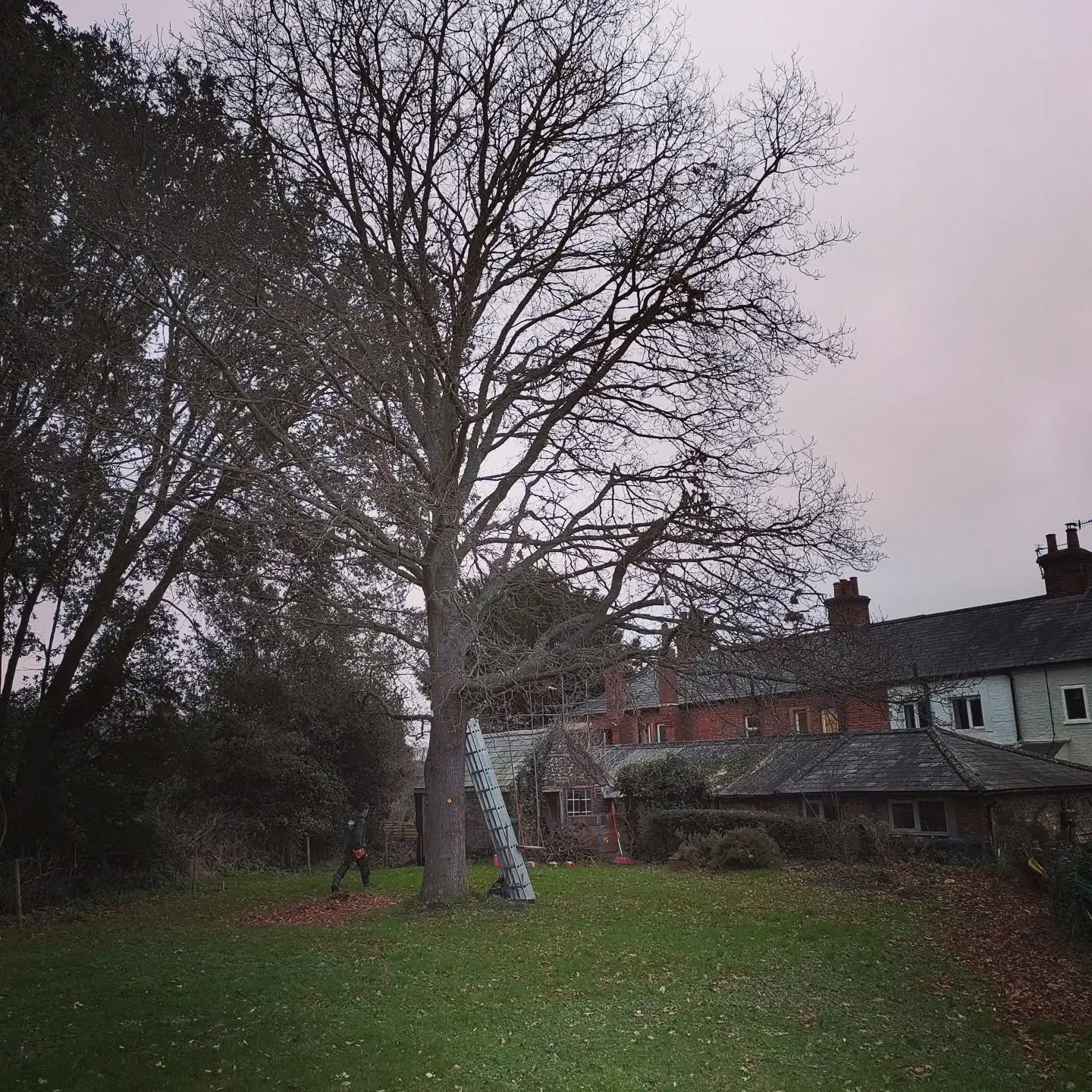 Last day of the Year completed for us!
Tpo Oak tree in Halnaker then off to grind this Ash stump for Sequoia tree services in Rowlands castle. Wishing everyone a happy Christmas and New year 🌳 #arboristsofinstagram #treesofinstagram #treesurgeonsofinstagram #treesurgeryuk