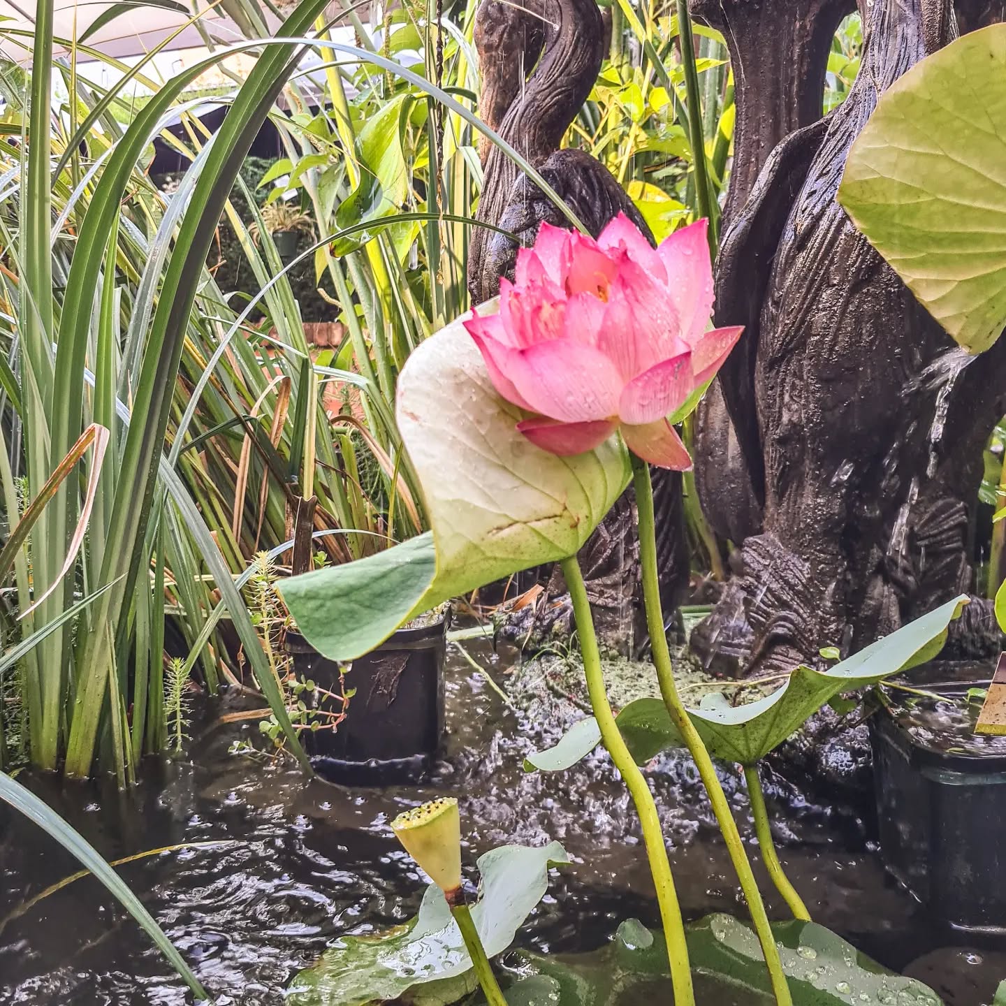 The Lotus flower - a symbol of enlightenment, purity and self-regeneration... I absolutely get that! How pretty is this!?
Swing by just to admire 🌸