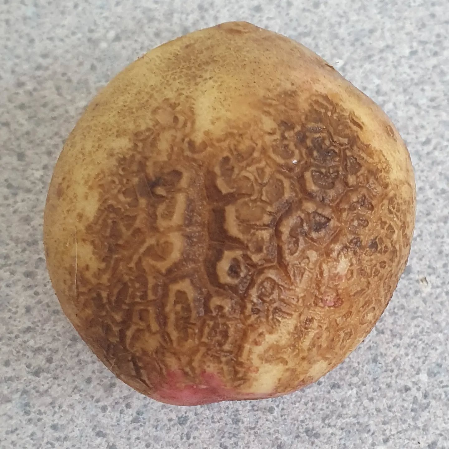 Rhizoctonia Solani can affect potato tubers and plants in many ways. It can attack sprouts when the tubers are starting to grow and if conditions are correct can result in non emergence. It can also reduce root mass which will affect the growth of the plant.  There are also many tuber conditions like black scurf, 'elephant skin, tuber cracking and small holes with the distinctive Rhizoctonia mark around the entrance.  These can all be small surface marks that would not affect the potatoes marketable qualities right through to full coverage.  Anything above 10% skin coverage will reduce a potatoes market value. 
For more information go to The Potato Forum. 
#rhizoctonia #solani #root #tuber #thepotatoforum #potato #allaboutpotatoes #potatoknowledge #agriculture #farming #farm365 #farm #papa #patata #batata #pommedeterre #potatoes #aardappel #kartoffel #potatofarm #potatofarmer #potatofarming #instapotato #instapic