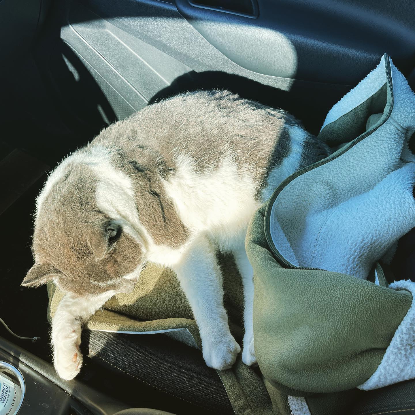 #walter makes the most of sunshine when the warm mobile returns…fully inclusive of snores, twitches, and sweet kitty cat dreams. #mrdarcyscats