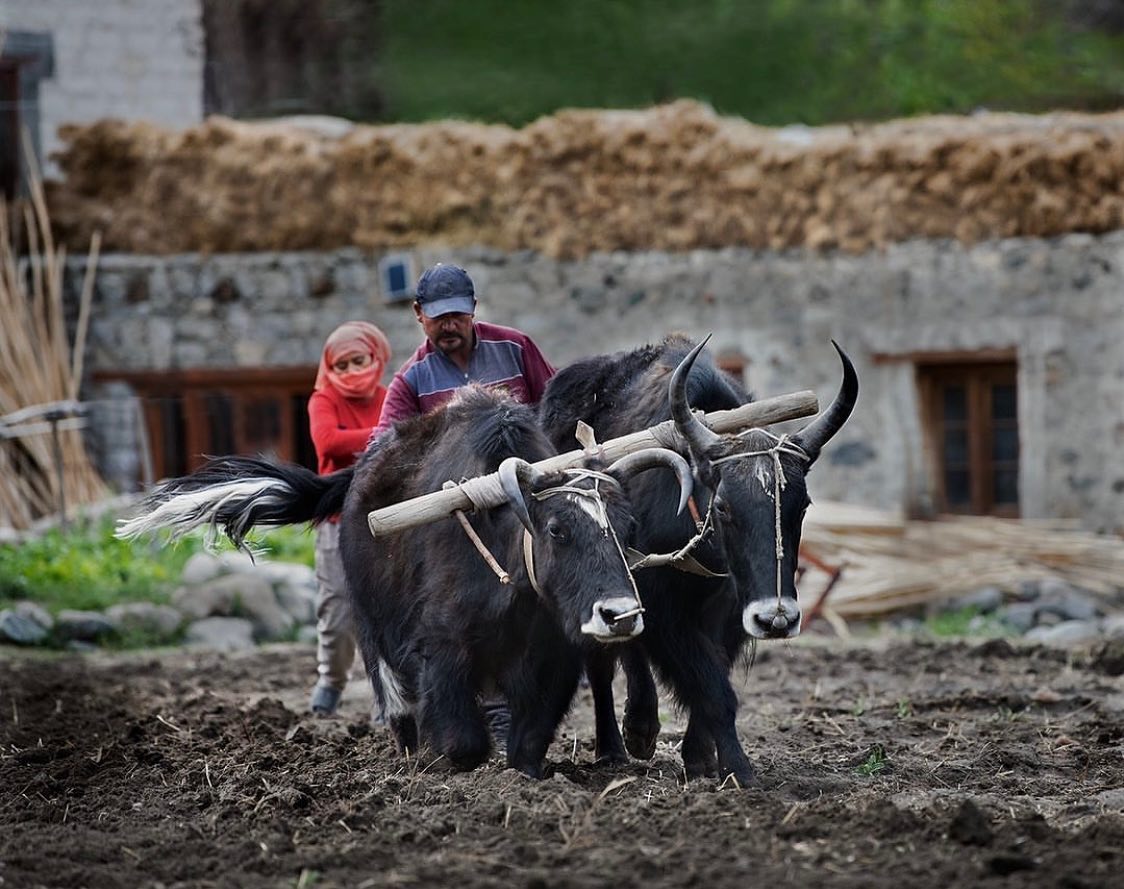 TRAVEL STORIES FROM LADAKH
.
.
"Planting season finds
farmers up at the crack of dawn to beat the days
harsh sun in the high altitude area of Zanskar Valley.
Family members and neighbors work together to sow
the seeds that will bring forth food for their table in
months ahead.
Farmers often sing to their yaks to keep them in step
and also give a calming sense of encouragement.
With each new planting season sacrifice , hard work,
and patience are required. There is always the
unwavering hope and optimism that the land will
reap great rewards”
.
.
Courtesy @lynncoffeyphotography
#ladakhbackpackers #travelholic #nubravalley #backpacking #reels #trendingreels #lehladakh #backpackers #trending ##wanderlust #spiritualawakening #instagram #nikonindiaphotography #ladakh #likeforlikes #backpackertrails #ladakhdiaries #followforfollow #adventurelover #himalyandiaries #himalayas #ladakh2022 #incredibleindia #shotoniphone #travelphotography#incredibleindia #follow4followback #instalike #instagood #instamood