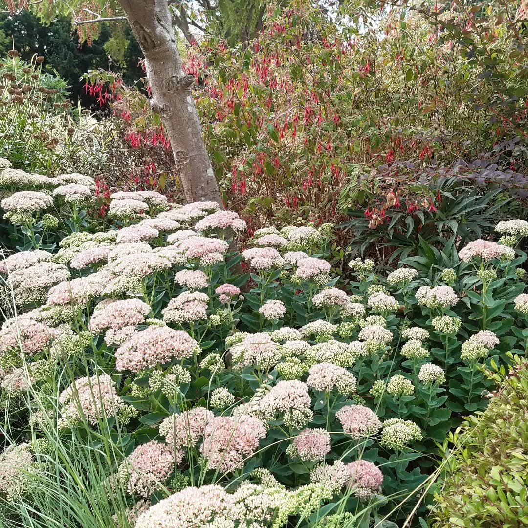 Hylotelephium is a standout winner of the weather this year.