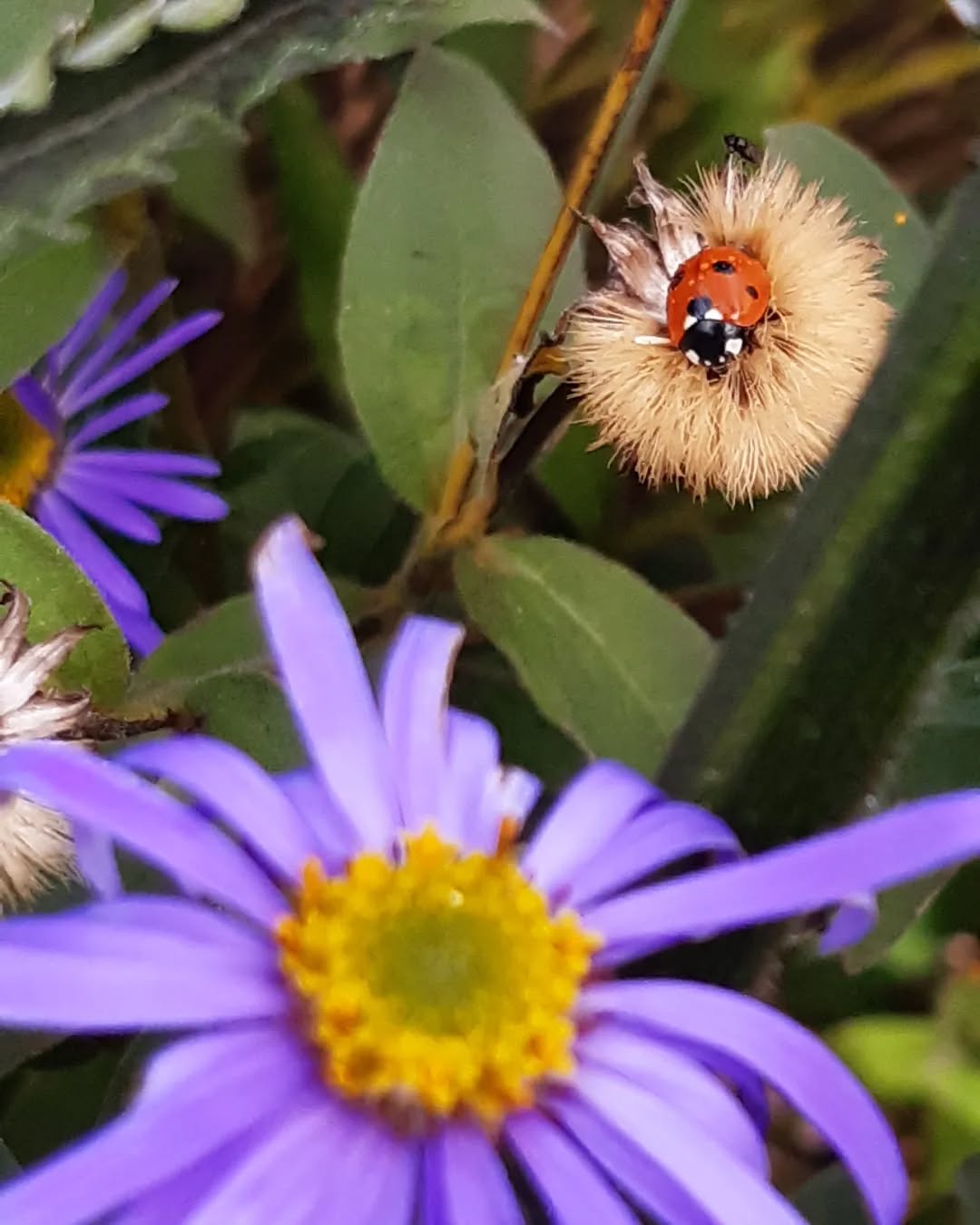 Spotted this ladybird today resting on an Aster seed head - looks pretty comfy. (Oddly, it also looks like it's wearing a grass skirt!)