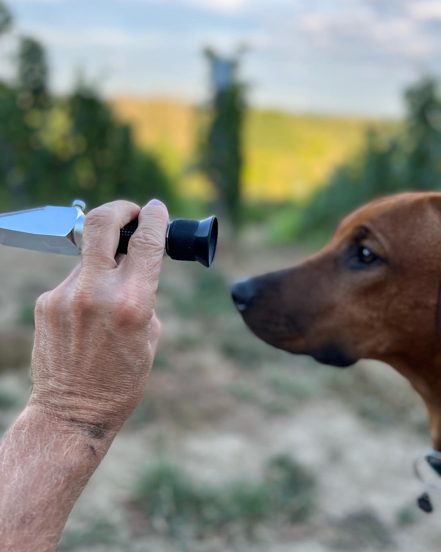 Wir überprüfen stets unsere Qualität. Diego ist mein fleißiger Helfer und hat einen besonders guten Geschmack. Deshalb - wein & gut. Sein Lieblingswein - Alte Reben!!!
#ridgebackgermany #ridgeback #weinliebhaber #gaydogdad #franken #weinliebe🍷#weinshop #neukaliß #hobbywinzer #hundeliebe #hundefotografie