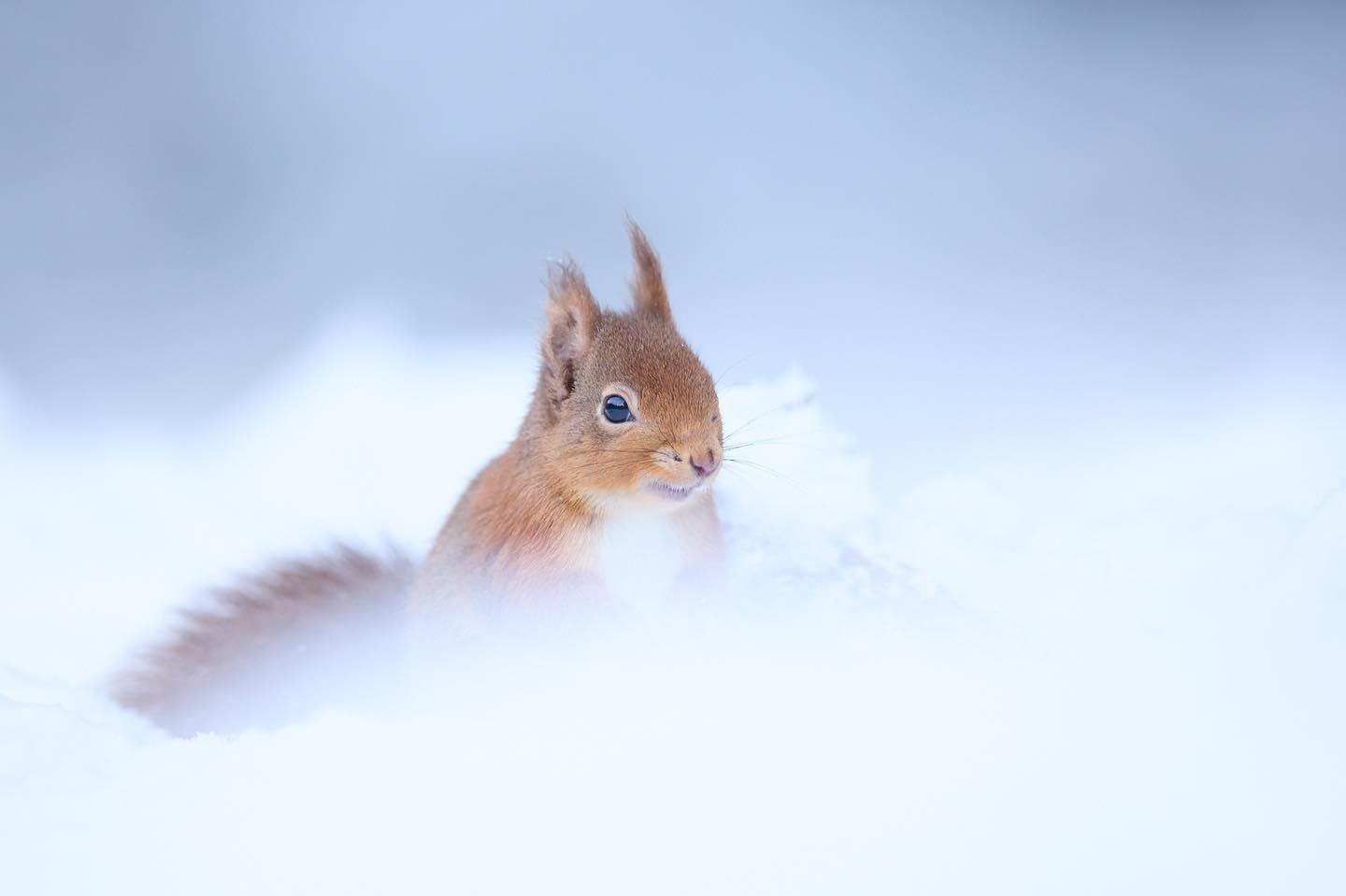 Red Squirrel in Snow during a visit to the fabulous Scottish Highlands #wildlife #wildlifephotography #scottishhighlands #red #squirrel #instagram #instatravel #instagramphotos #animals #snow #winter #followme #photo #photography #photooftheday #ig_naturelovers #naturephotography #nature #love #bbcearth #beautiful #travel #travelphotography
