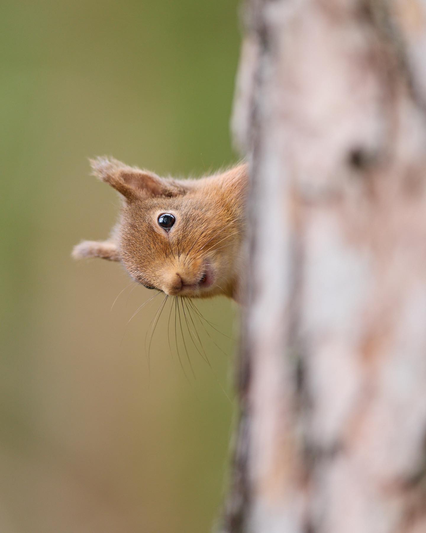 Hard to resist these little beauties #red #redsquirrel #wild #wildlife #nature #naturelover #bbc #travel #travelphotography #scotland #beautiful #photography #photooftheday #photo #photographer #natgeo #natgeotravel #igdaily #ig_naturelovers #canonphotography #canon #wildlifeonearth #earth #wildlifephotographer