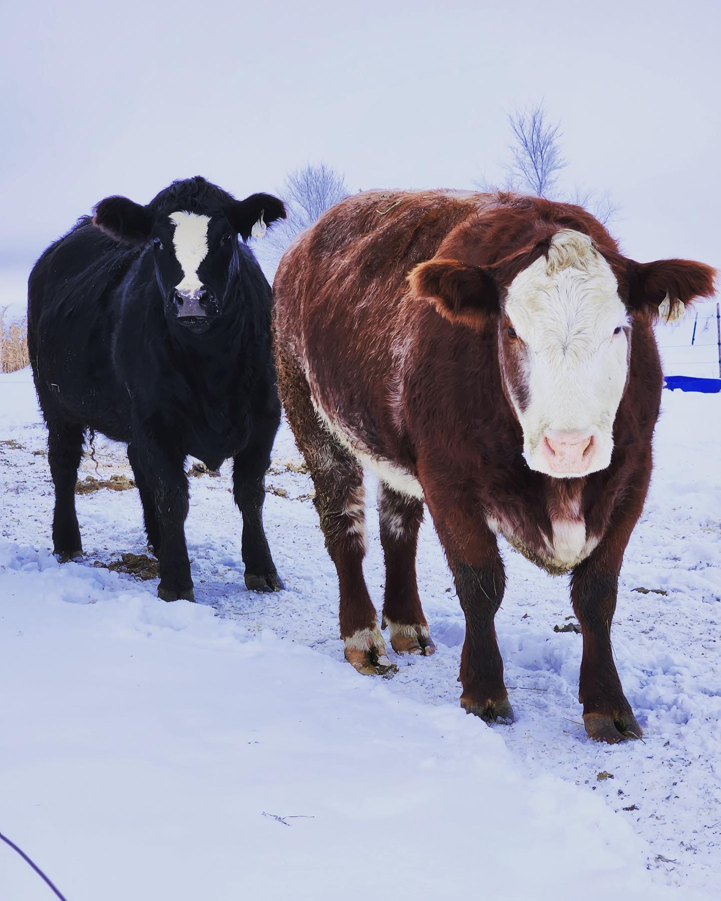 Our covid babies are ready to be mamas! *sniff* they grow up so quickly 🥰
#localfarmers #beef #fluffycows