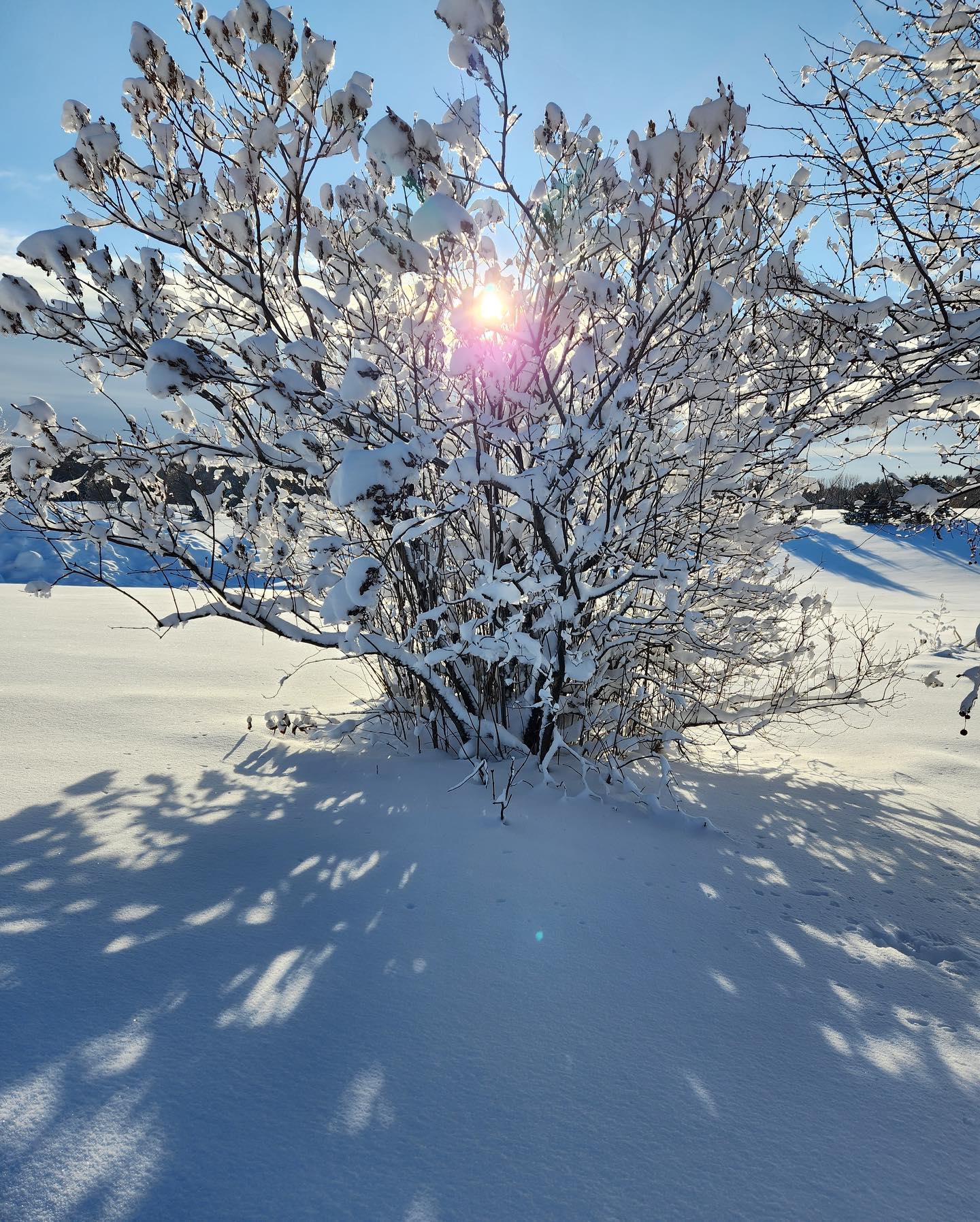 Overseas human we love: it’s so pretty!
Us: ya, cuz you don’t have to shovel the pretty
Also us: due to unforeseen adventures in surgery, we too, can merely enjoy the pretty.
Thanks to family who are helping to keep the farm plowed this year!