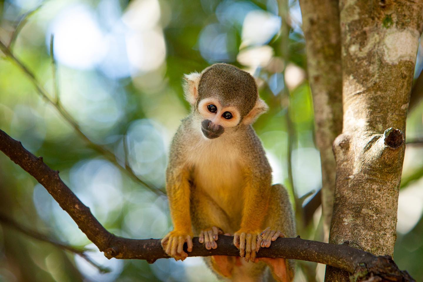 Did some monkeying around in Florida and snapped some pics of these cuties 🐒 got some photography tips from the jungle man himself @troyzan!
#monkey #monkeys #theeverglades #photooftheday #wildlifephotography #monkeysofinstagram #jungle #florida #photography