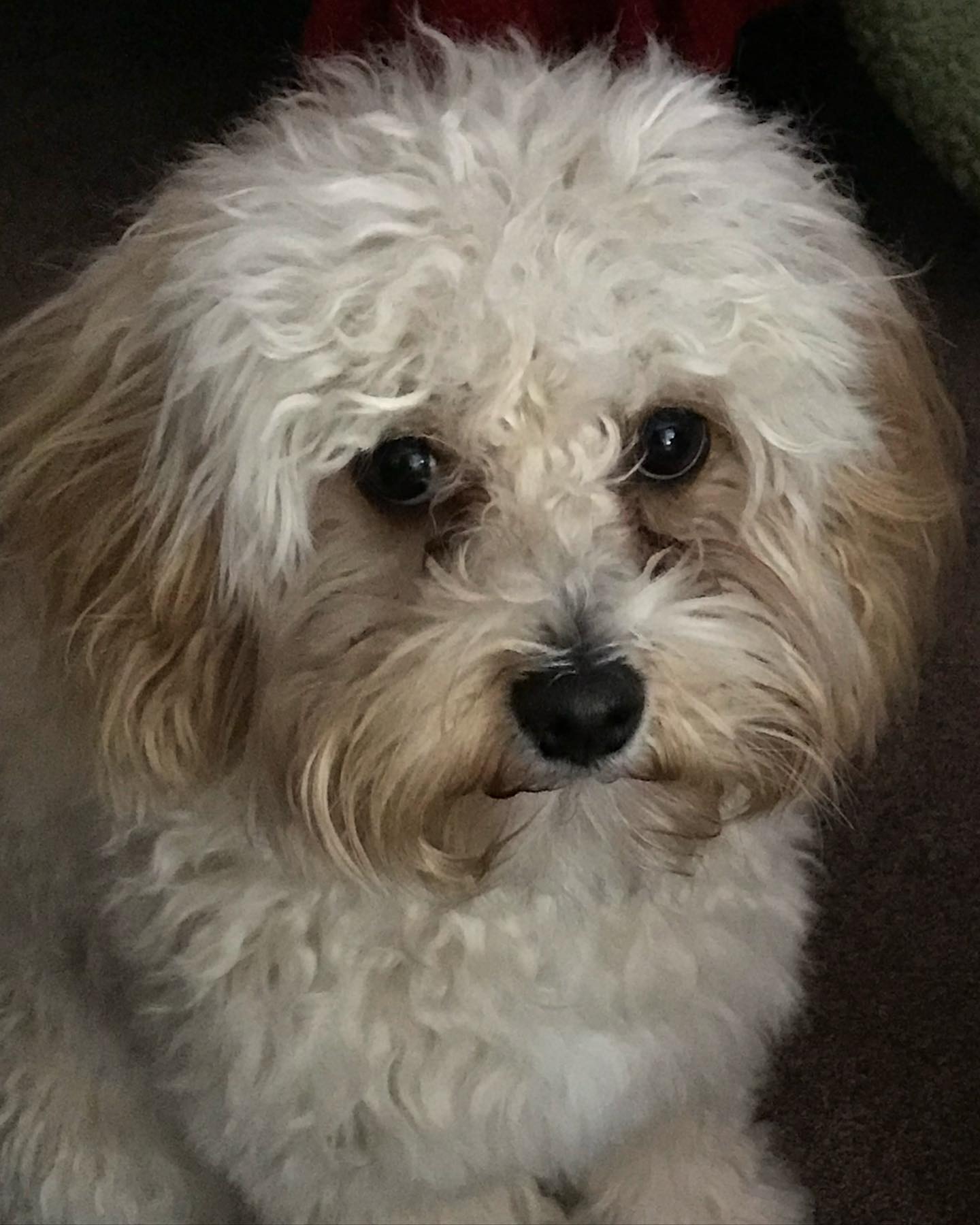 “Dogs do talk, but only to those who know how to listen.”