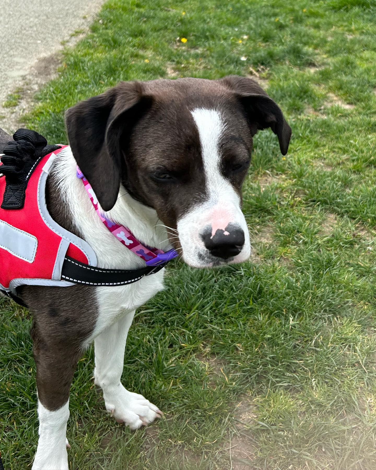 Bluebells, sunshine, Nancy and Jimmy. 😊