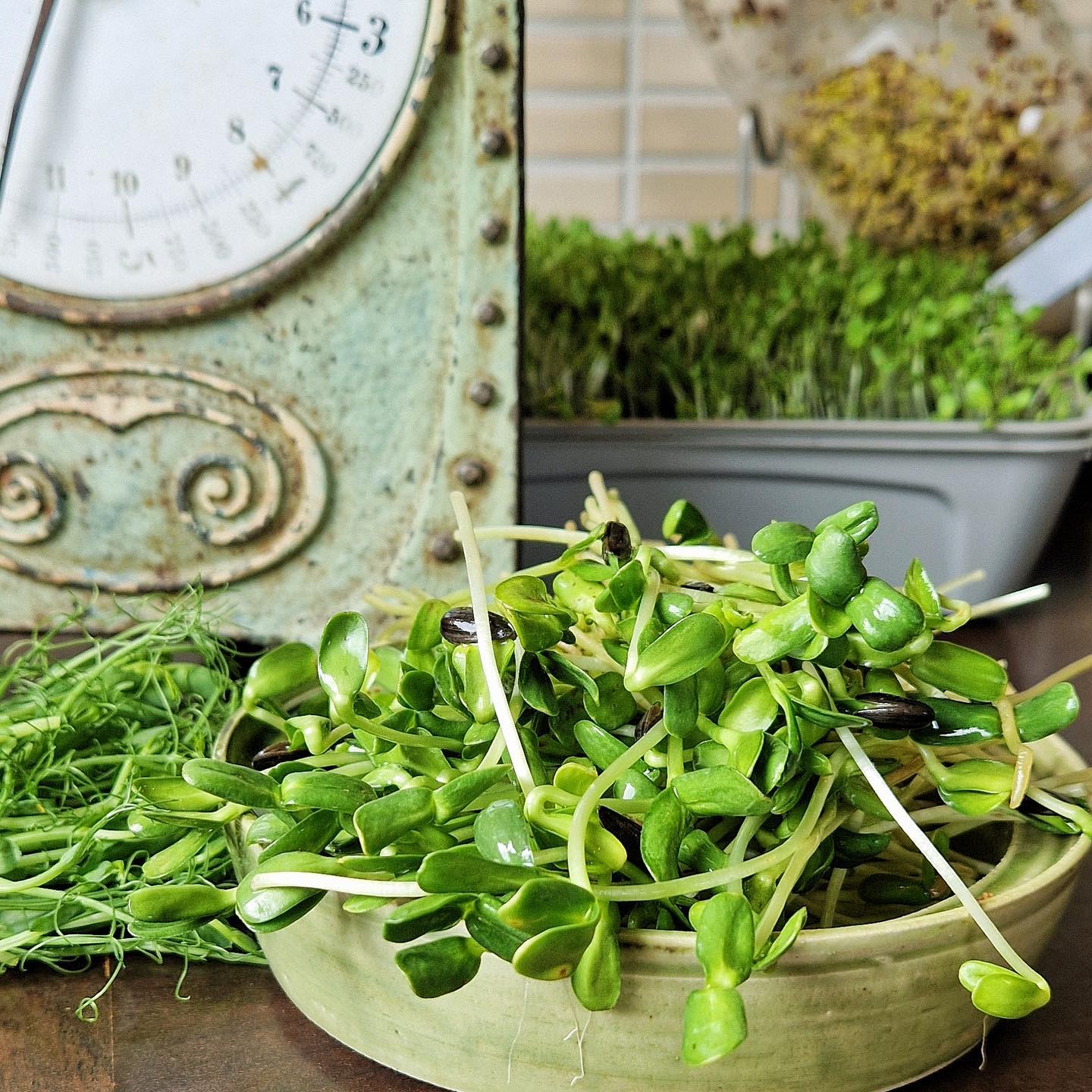 Solrosskott 💚
Har ni testat att göra solrskottspesto?
Väldigt gott och enkelt, bara att byta ut tex basilikan mot solrosskott 🌱
Vi har många kunde som säger att våra solrosskott inte finns i deras lokala matbutik, men det vill vi ändra på så fortsätt att tjata på er butik att ta in dem. Finns för alla butiker att köpa in 🙏🏼💚💚
#groddarochskott #hälsa #sallad #mat #middag #lunch #nyttigt #måbra #frukost #lunchtime #solrosskott #gröntkök