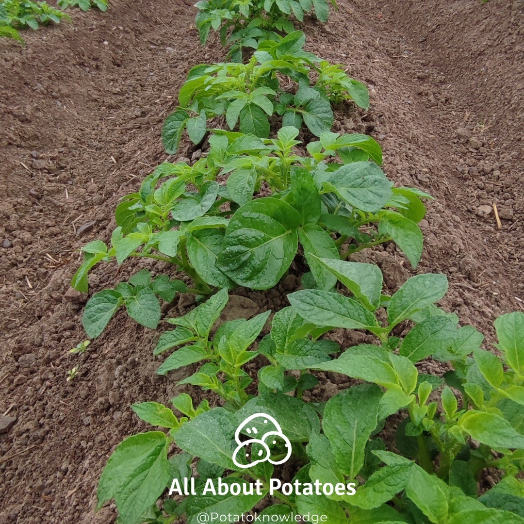 Crops growing well, 20mm added via irrigation gun so far, 1.5mm added via conventional method.
#Irrigation #thepotatoforum #allaboutpotatoes #potatoknowledge #agriculture #farming #farm365 #farm #papa #patata #batata #pommedeterre #potato #potatoes #aardappel #kartoffel #potatofarm #potatofarmer #potatofarming #instapotato #instapic #buymeacoffee