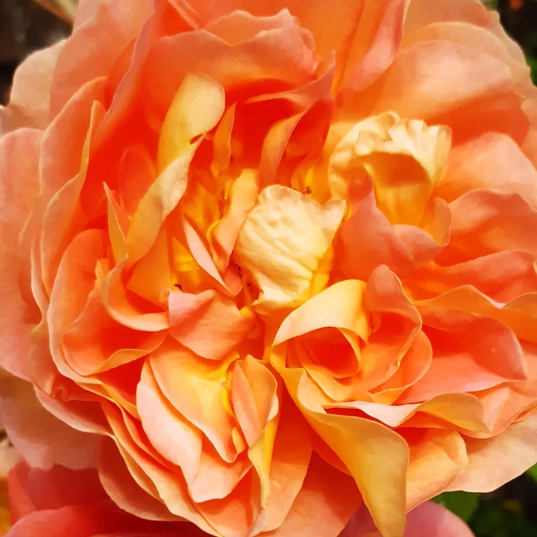 #davidaustinroses Rosa 'Lady of Shalott' absolutely stealing the show right now.