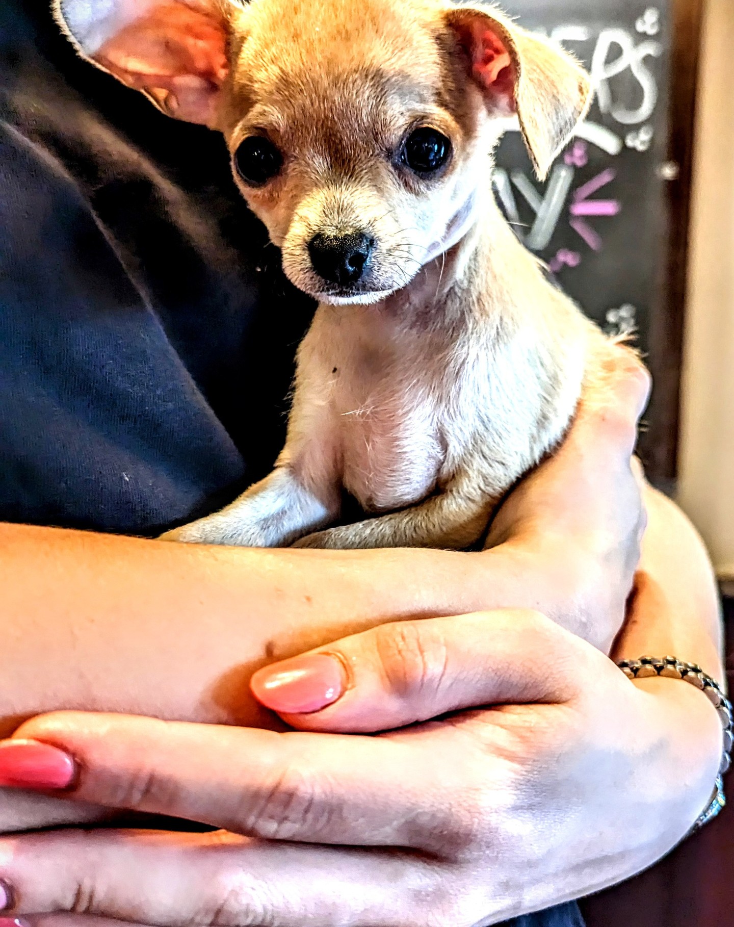 Say hello to our big boy Leo?
#pubdog #dogsofinstagram #pub #dog #dogfriendly #puppy #dogoftheday #pubdogs #dogfriendlypub #puppylove #dogs #puppiesofinstagram #publife #beergarden #dogslife #doglover #instadog #doglife #beer #pubs #pubfood #pubgarden #cute #dogstagram #happydog #doglovers #puppyoftheday #restaurant #chihuahua #food