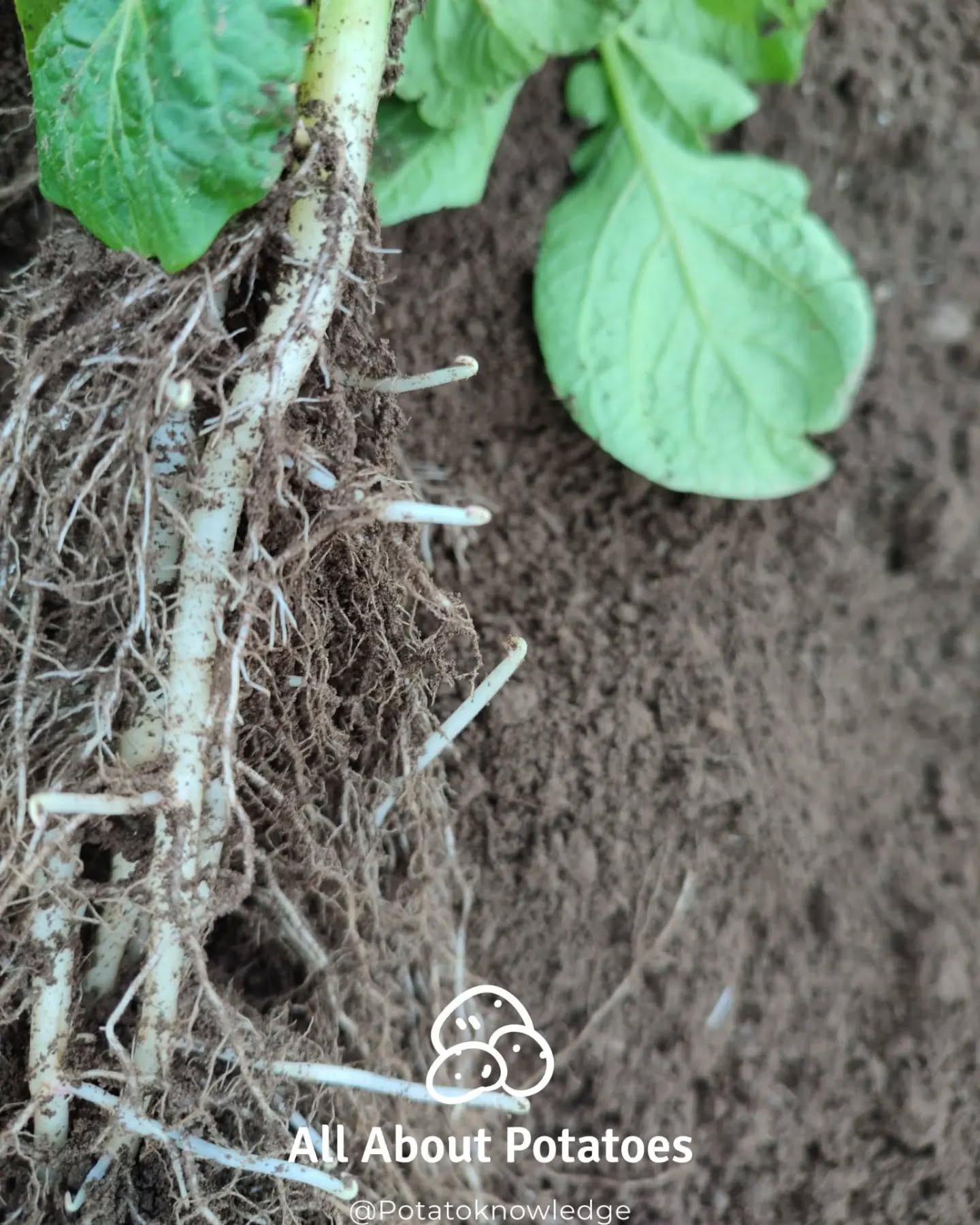Well timed rain this week, definitely needed. More next week?
#tuber #initiation #rain #thepotatoforum #allaboutpotatoes #potatoknowledge #agriculture #farming #farm365 #farm #papa #patata #batata #pommedeterre #potato #potatoes #aardappel #kartoffel #potatofarm #potatofarmer #potatofarming #instapotato #instapic #buymeacoffee