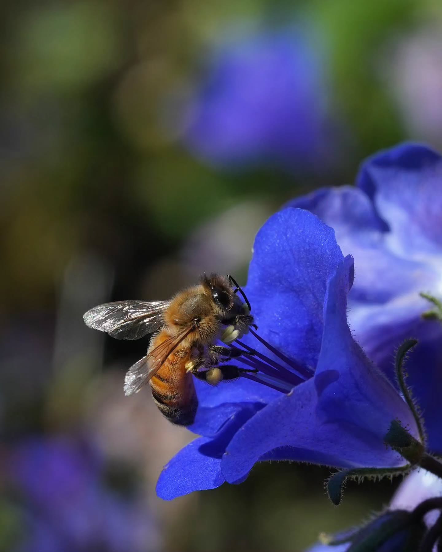 ✨ Wishing you a Happy Solstice! ✨
🐝
I've missed watching the beehive's growth through spring. I'm always in awe of how these beautiful creatures manage to reflect the season's abundance inside complete darkness of the hive. Solstice marks the turn inside the hive as the queen slowly begins reducing her egg laying, foragers in abundance seek dwindling supplies, and the sweet buttered popcorn smell of ripening honey wafts through the yard 🌬️🍯 Summer is here🥂
#apismellifera #honeybees #honey #summersolstice2023 #solstice #californiabluebells #blueflowers💙 #firstdayofsummer #summerincalifornia #apis #beeklife #womenbeekeepers #nativeplants #californianativeplants #pollinatorgarden #plantsforpollinators #flowertothepeople #bayareablooms #northbayflowers #dahliaseason #sonomagrown #grownnotflown #chemicalfreefarming #pesticidefreefarming #organicflowers