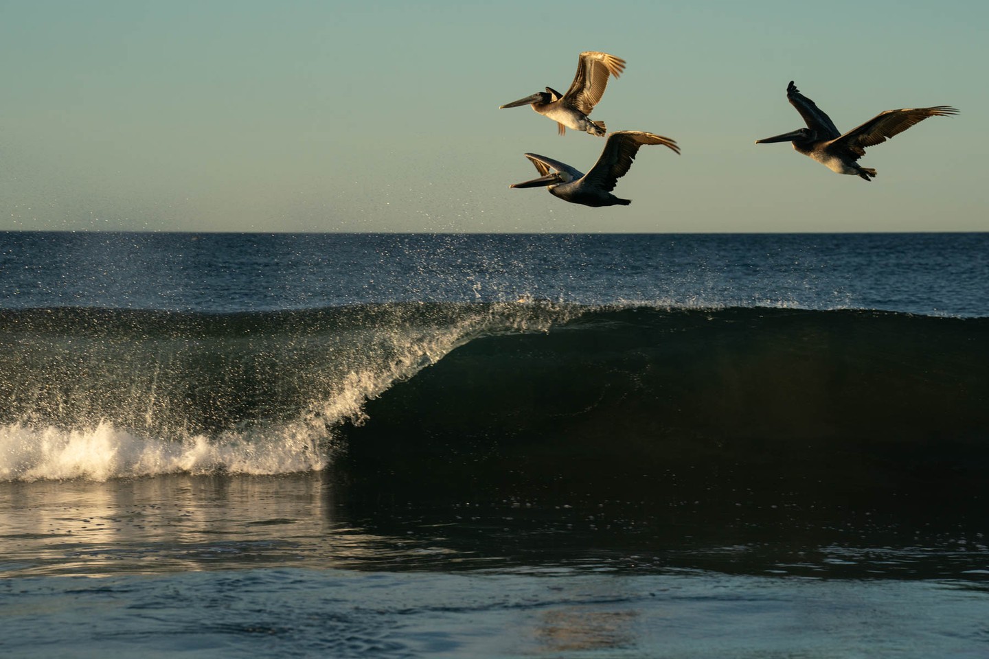 A few months ago while I was out on a hike along the Olympic National Park, upon reaching the coast my olfactory glands were overwhelmed by the strong smells wafting onshore and while sitting on an ancient trunk washed up and worn down by incessant waves, cobbles, and wind, I thought about the transition of water from my home in the Rockies down to the ocean.
Up high at 10,000' above sea level where trees cease to exist, where the first drips of snow melting fall and collect into ever larger formations of rushing water, the simple molecular structure of h2o is clear and free from sharing its space with particulates, chemicals, and detritus. But, as time and distance take their toll in both natural and unnatural ways, turbidity ensues.
So, with only a matter of a dozen hours or so needed to move myself by car or plane from the alpine to the ocean, the water's transition from high to low--so obvious and logical--still managed to take me by surprise by it's smell.
Its obvious that the ocean has a pungent smell to someone living up at snowline, it is the bathwater for our dirty planet.
A juxtaposition revealed itself this past Thanksgiving holiday while visiting family in San Diego. Up north on the wilderness stretch of the Pacific, litter was everywhere and permeated into tidal zones in collections made up primarily of plastic, ropes, and styrofoam. However, while down south, the human population has been taking the time to keep the beachfront clean.
While images of garbage in pretty places might help convince us to keep it off the ground, I hope these images are more successful in convincing you that no matter where you live, high or low, the entire stretch needs us all to be more vigilant about reducing our impact, recycling, and treating our ecosystems with respect. #earth #reducereuserecycle #earthdayiseveryday #recycle #coast #water #ocean #birds #wildlife #environment #yourshotphotographer @sonyalpha