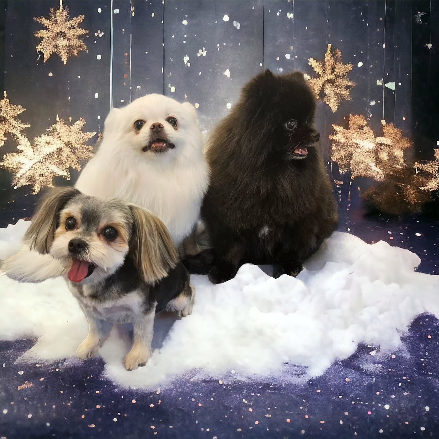 I don't talk about my pets a lot, but my three pups (Yuki, white pom/chin mix; Ren, black Pomeranian; and Chibi, Yorkie/Maltese mix) got the most adorable holiday photos!!! 😭✨ These baby girls are my whole heart 💕 (now if only I could get my cat and chinchilla to be as photogenic)