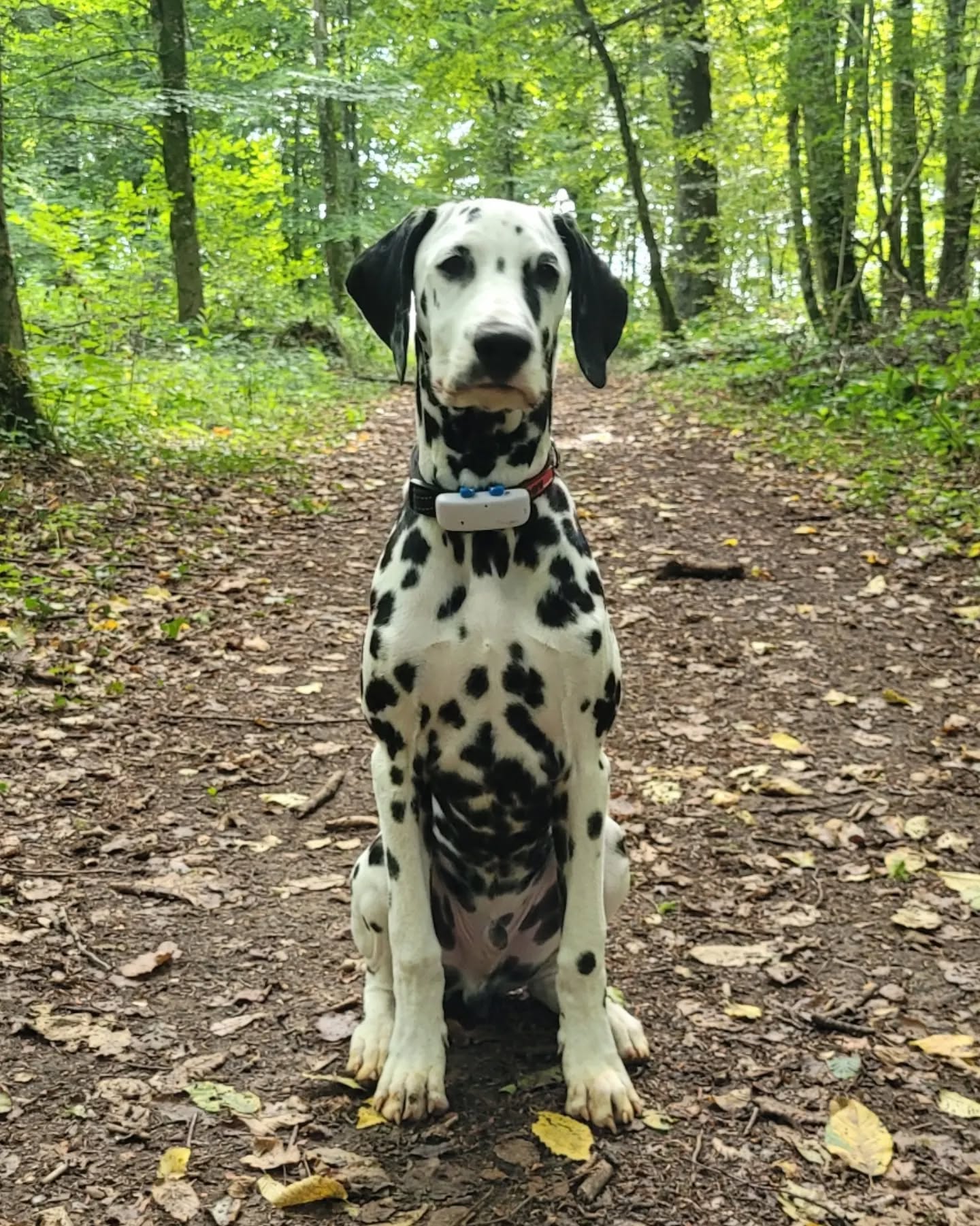 🐾 Lucky 🐾🐶🌞
Hello Dog Trotter ! 😁
Aujourd'hui je te présente Lucky, mon acolyte, mon fidèle compagnon ! 🫶🏼 Celui qui m'a aidé à me lancer dans ce projet qui se concrétise aujourd'hui 😊
Il m'accompagne partout et sera bien entendu de la partie lors des promenades.🐕🦺
Il deviendra rapidement le nouveau copain de vos compagnons !
Plein d'énergie du haut de ses 20 mois, joueur, curieux et avant tout respectueux des autres congénères, il apportera son grain de folie et ses good vibes lors des balades 🌞
Lors des prestations, je prendrai soin de vos compagnons et m'en occuperai comme si c'était le mien 🐶🥰
#dogwalker#hapiness#lovemydog#luxembourg#dogtrotter#chien#dogcare#doglife#gpstractive#liberté#dogwalkingservices#dogmodel#pleasure#doglifestyle