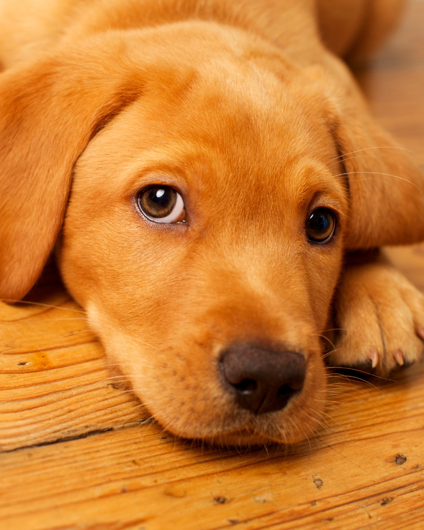 Votre animal ne se comporte pas tel que vous le désireriez ? Rassurez-vous, il ne le fait pas volontairement.
Lorsque nous adoptons un animal de compagnie, il est forcé de s’adapter à notre style de vie.
?? ??? ?????? ??? ?????? ?? ?????, ?? ?’?????? ?̀ ????? ??? ??????? ?̀ ??? ??????? ?? ??? ????? ??́?????, ?? ??? ??????? ?? ?????? ?? ????, ?? ?? ?????? ??????? ???? ?̀ ?? ??????…
Bref, la liste des choses que nous contrôlons pour notre animal est très longue.
Il arrive parfois qu’un animal adopte un comportement réfractaire face à ces conditions de vie.
Mais ce qui est souvent perçu comme une rébellion, n’est en réalité que l’expression d’un mal-
Une séance de communication animale vous aidera à identifier les éléments qui perturbent votre animal et vous apportera des clés pour l’aider à se sentir mieux.
?????, ????? ?? ?? ???????, ?????? ?̀ ??????????? !
.
.
.
.
#soinenergetiqueanimaux #communicationanimale #communicationanimaleadistance #parlerauxanimaux #respectanimal #telepathieanimale