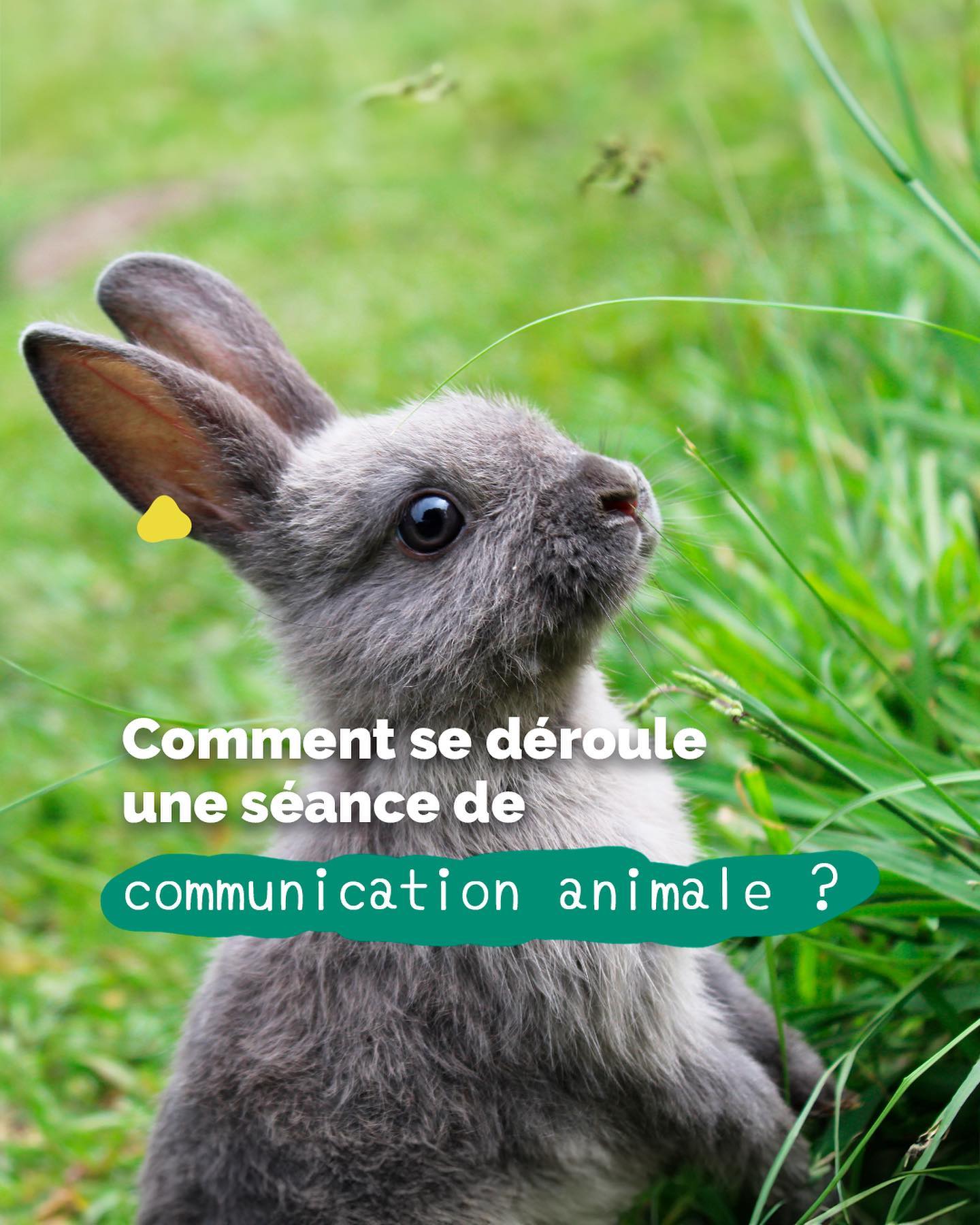 On me demande souvent comment se déroule une séance de communication animale. ?️
???-?? ??́???????? ?? ???? ??́?????? ???? ????? ?????? ? ????-?? ?? ?????? ?̀ ????? ???????? ? ???-?? ???????? ?? ??????????? ???? ???? ??? ??????? ?❓
Une séance de communication se fait ?????????? ?̀ ???????? et est basée sur le principe de télépathie. En me connectant à une fréquence vibratoire similaire à celle de l’animal, je reçois des informations telles que des images, des émotions, des sensations, des sons, des goûts et des odeurs qui me permettent de comprendre votre compagnon.
Enfin, il est possible de communiquer avec absolument ???? ??? ??????? ! ??
Vous avez d’autres questions concernant cette approche ? Contactez-moi. ?
.
.
.
.
#soinenergetiqueanimaux #communicationanimale #communicationanimaleadistance #parlerauxanimaux #respectanimal #telepathieanimale #geneva #geneve #suisse