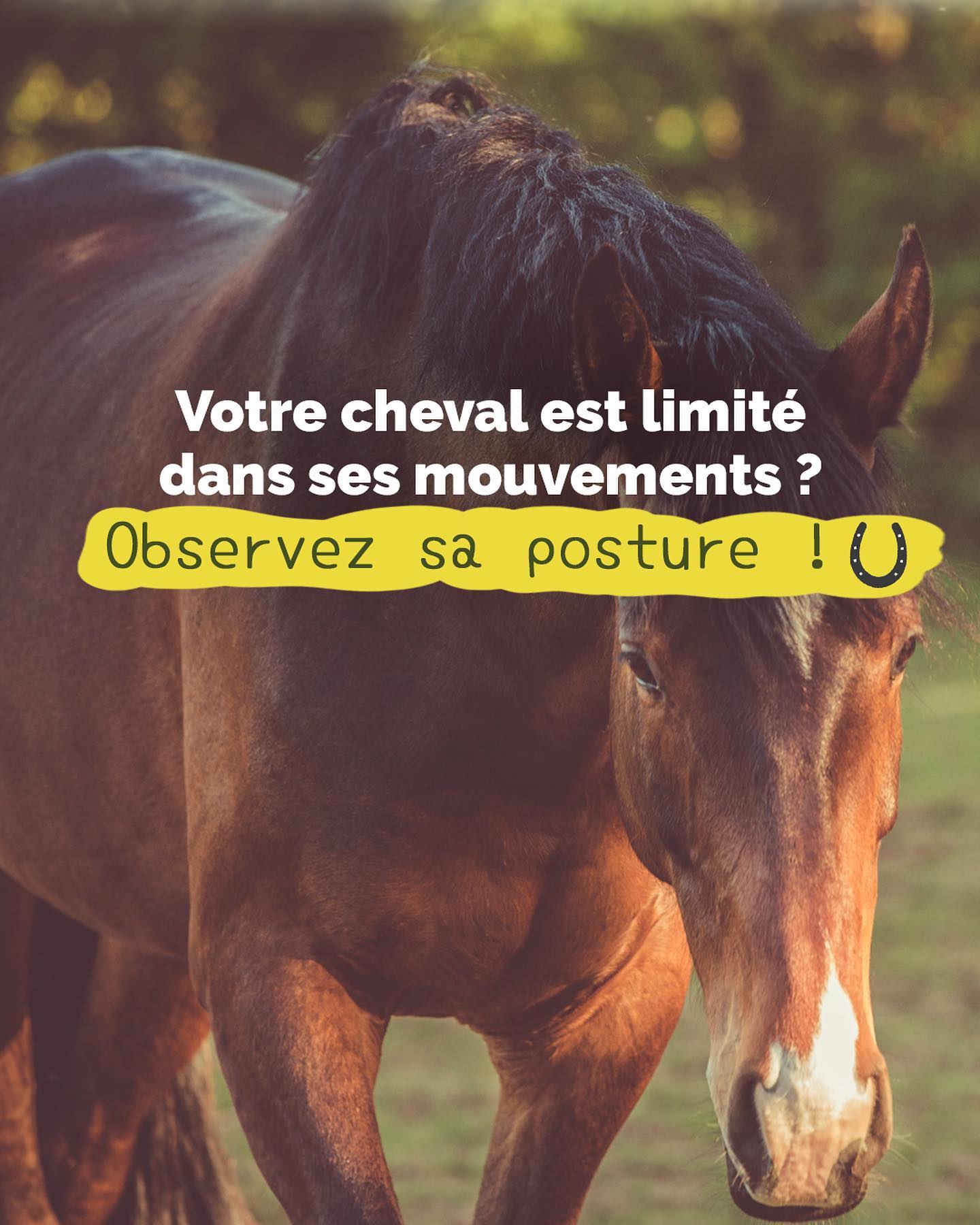 Cheval de sport, de loisir ou même à la retraite, une mauvaise posture est signe d’inconfort et de douleur chez votre cheval. ?
Une bonne observation de la posture et de la musculature d’un cheval est indispensable et permet d’identifier les parties du corps qu’il a du mal à mobiliser. ?
En shiatsu équin, j’observe le physique de votre cheval dans les moindres détails.
J’identifie les zones d’inconfort et vous propose des ajustements pour améliorer la posture et le bien-être de votre animal. ?
Contactez-moi et prenons rendez-vous ?
.
.
.
.
#cheval #animaux #shiatsu #communicationanimale #shiatusuequin #geneva #geneve