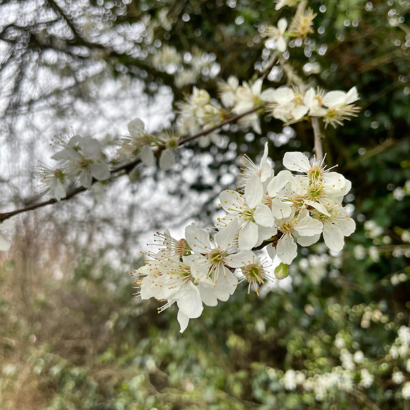 The garden may be underwater, and the sky looking rather ominous, but the blossom is still coming out according to schedule. If anything, it is a little early, as though trying to hurry us out of these gloomy days.
.
.
.
.
.
.
#blossom #whiteblossom #spring #blossomseason #cherryblossom #embracingtheseasons #nature #springiscoming #springisintheair #onmywalk #aseasonalshift #flowerphotography #trees #treesmakemehappy