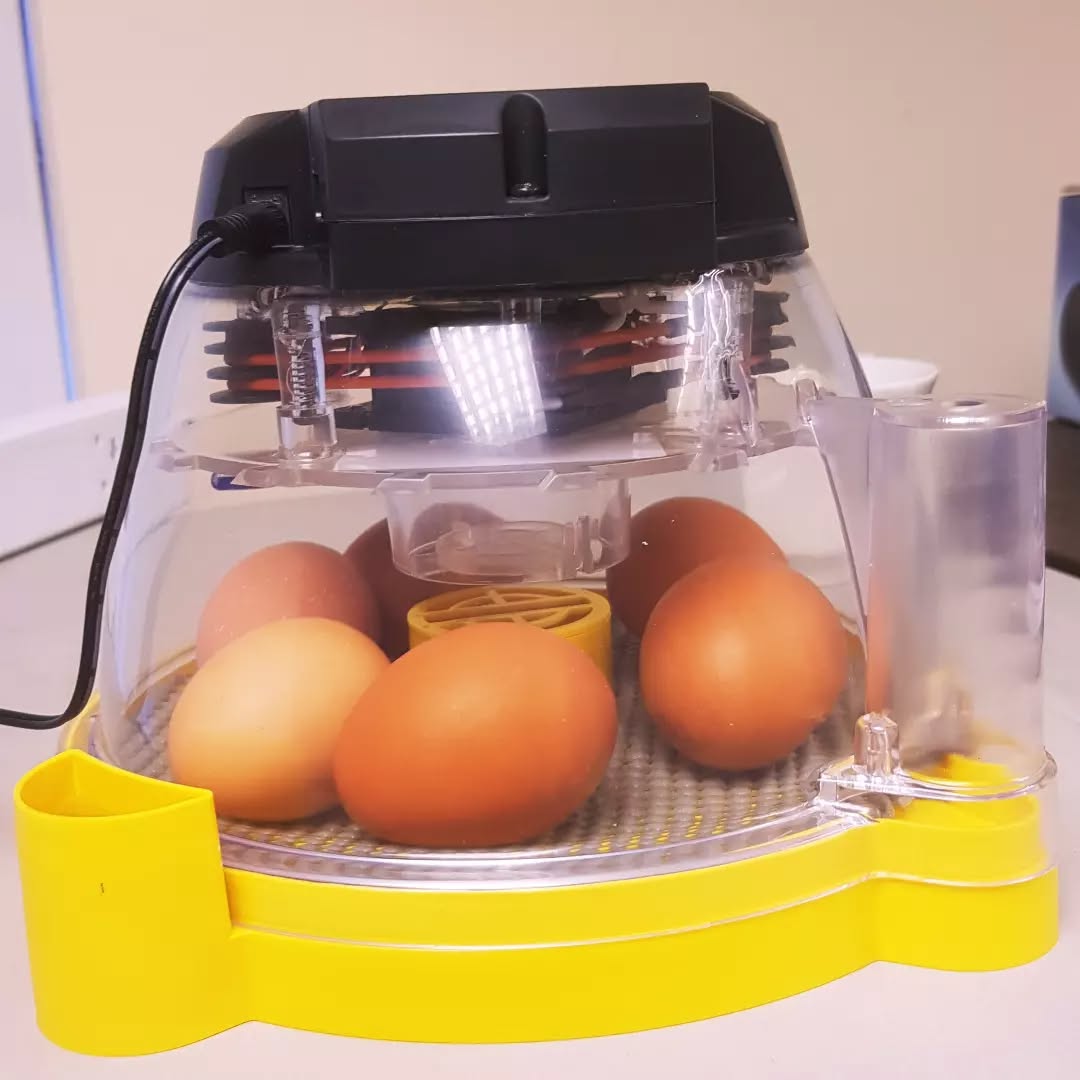 Egg-citing Times 🐣🐥🐤
It's that time of year again!
.
#hatchingchicks #incredibleeggs #chicks #happykids #earlyyears #childcare #altrincham #agreatplacetobe