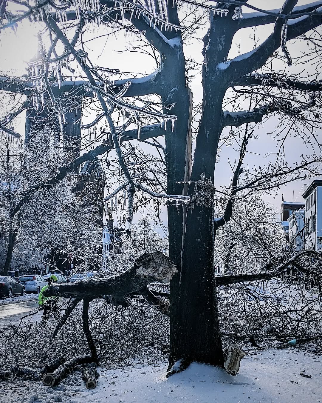 Ice storm aftermath. Crazy breakout, this tree lost its leader and then split in two along the vertical. Evidence of a little wounded wood / decay at the point of attachment weakening the junction beyond the load-bearing capacity to handle the stress of heavy ice. Situations like this could be mitigated or avoided when cities stay on top of tree structure, pruning and inspection. This poor guy was out here dealing with this tree by himself 🥶🧊🌳 #treefailure #hazardtree #hazardtrees #citytrees #citytree #icestorm #portlandmaine #portlandme #maine #mainers #arboriculture #arboristsofinstagram #arborist #arborists