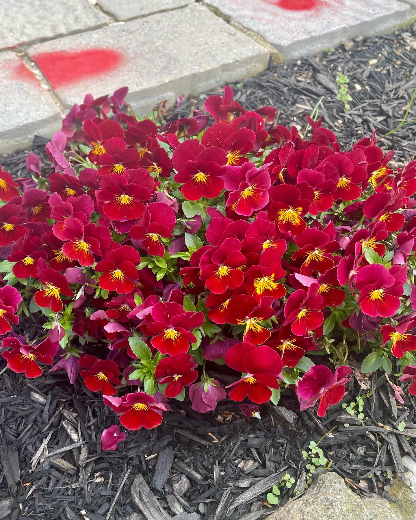 Washington Wonders today near @bigbearcafe Bloomin’ Rosemary! 😀