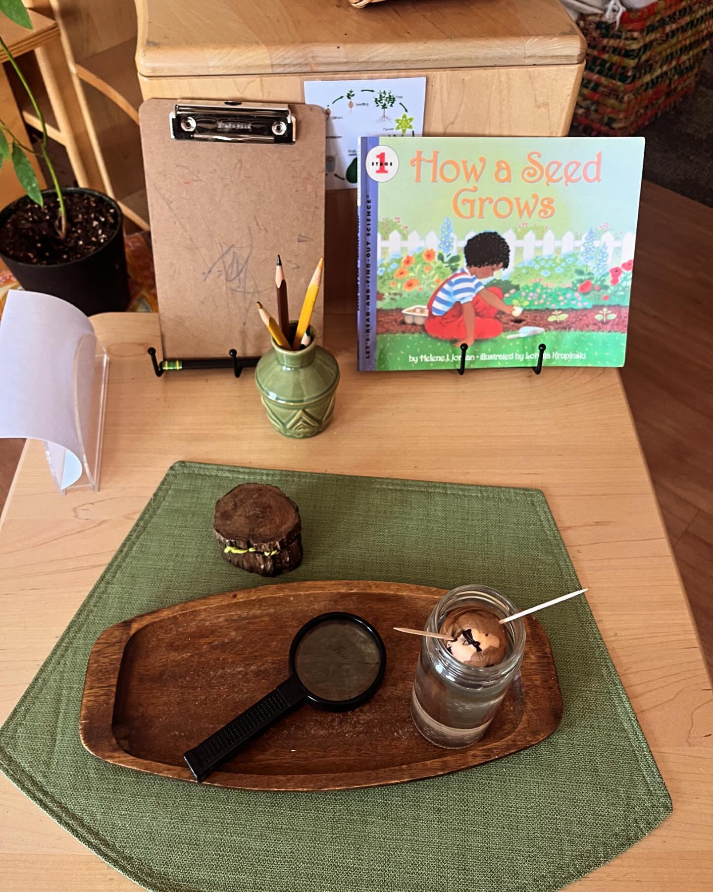 Wondering how a seed grows? Which part comes out of the seed first? Wondering what types of seeds are there? Planting seeds is magic! #wonder #planting #seeds #growingseeds #create wonder #botany #wondering #observing #montessori