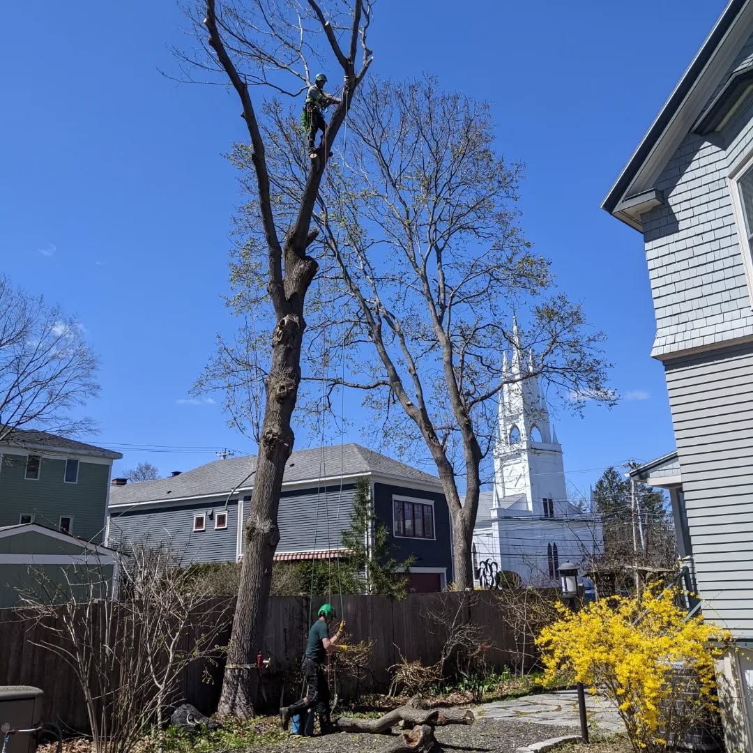 Masterclass in rigging and precision felling today working with the best in the biz ! Quite the production today in Bath! @dirigotreeservice @chiefduncphoto 🌲🤙👍 #arboristofinstagram #arborism #treework